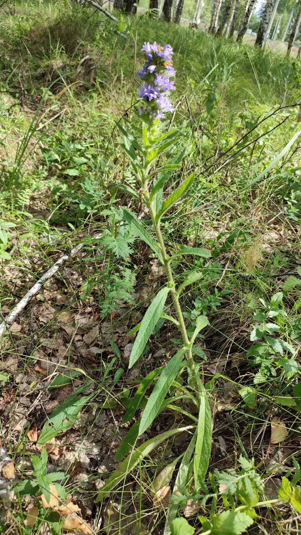 Danesblood Bellflower (Campanula Glomerata) — which blossom atop upright stems during early to mid-summer, image 35