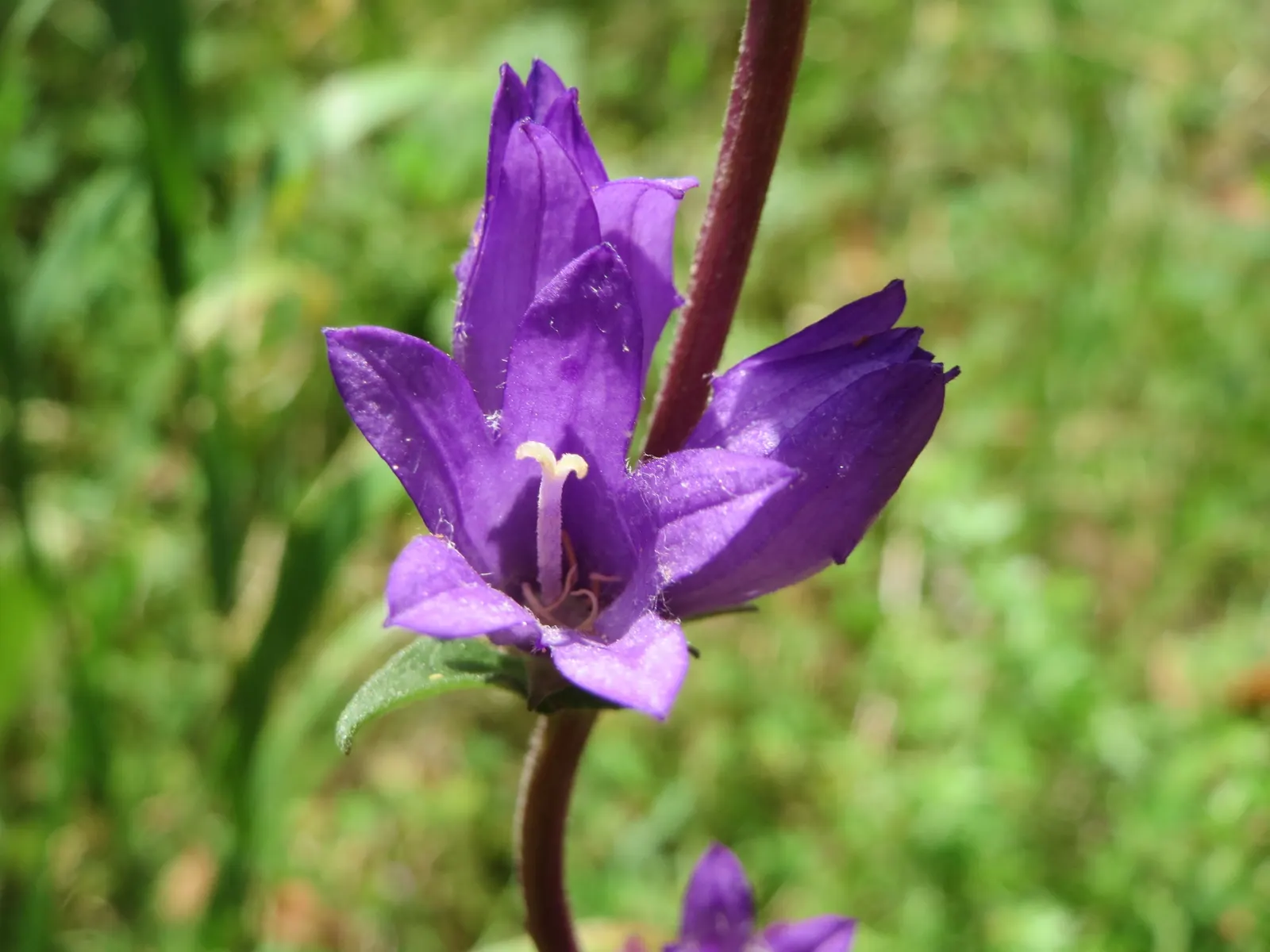 Danesblood Bellflower (Campanula Glomerata) — The Dane's Blood Bellflower; perennial for half