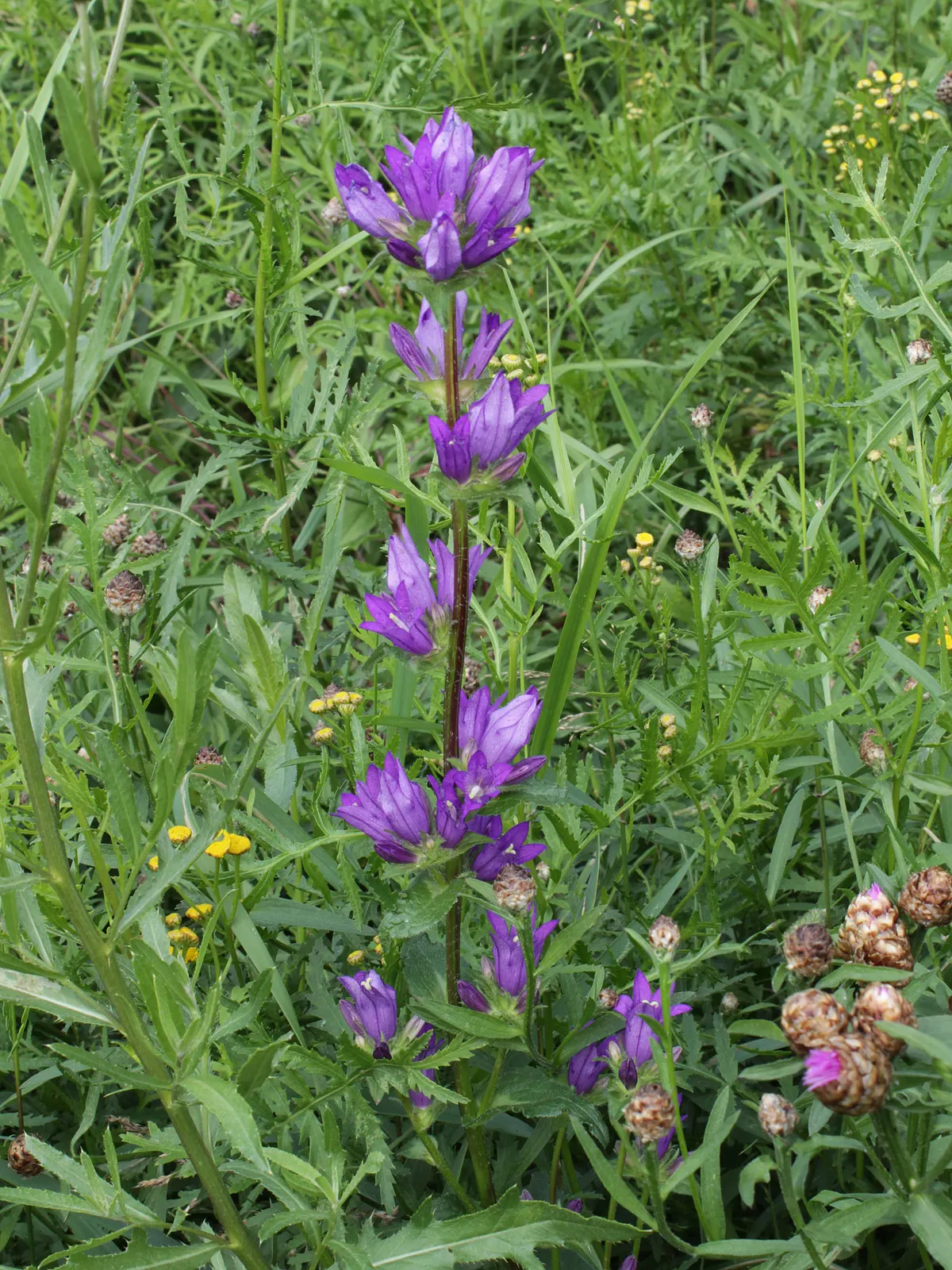 Danesblood Bellflower (Campanula Glomerata) — is a perennial with violet-blue; it offers a low-maintenance, image 93