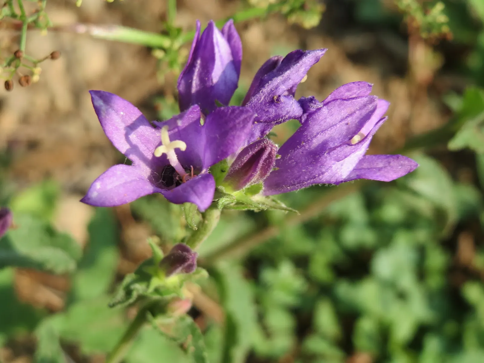 Danesblood Bellflower (Campanula Glomerata) — This plant's resilience and showy blossoms make the Dane's Blood Bellflower a splendid choice for, image 88