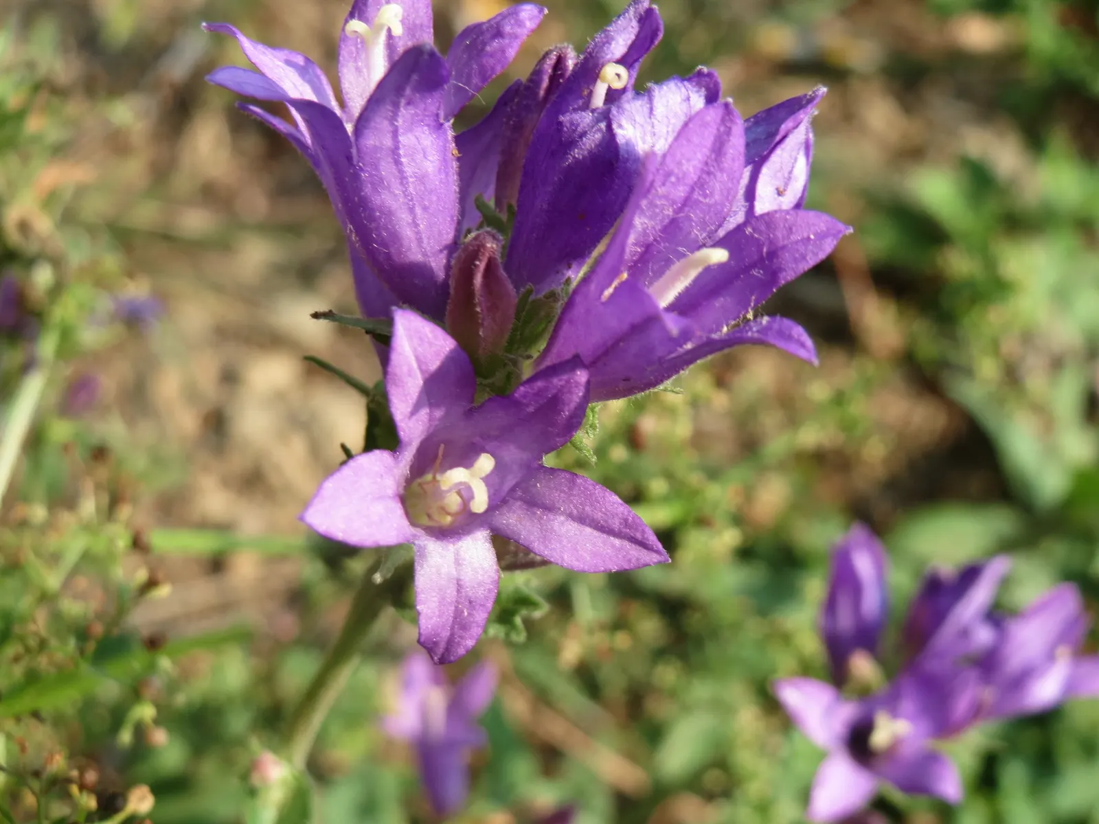 Danesblood Bellflower (Campanula Glomerata) — scientifically known as Campanula glomerata; the Dane's Blood Bellflower, image 77