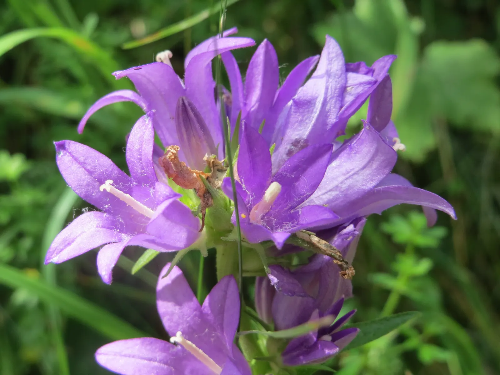 Danesblood Bellflower (Campanula Glomerata) — it offers a low-maintenance; bell-shaped blooms forming dense clusters atop 1-2 ft stems, image 73