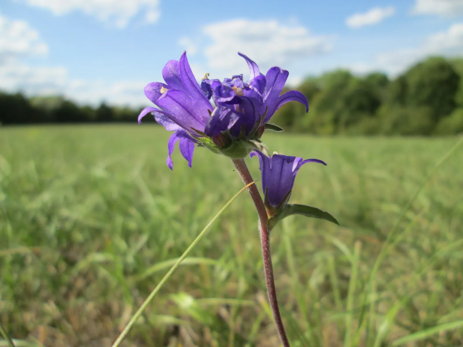 Danesblood Bellflower (Campanula Glomerata) — it is recommended to plant this cultivar in a location with ample sunlight; it thrives in full sun to, image 83