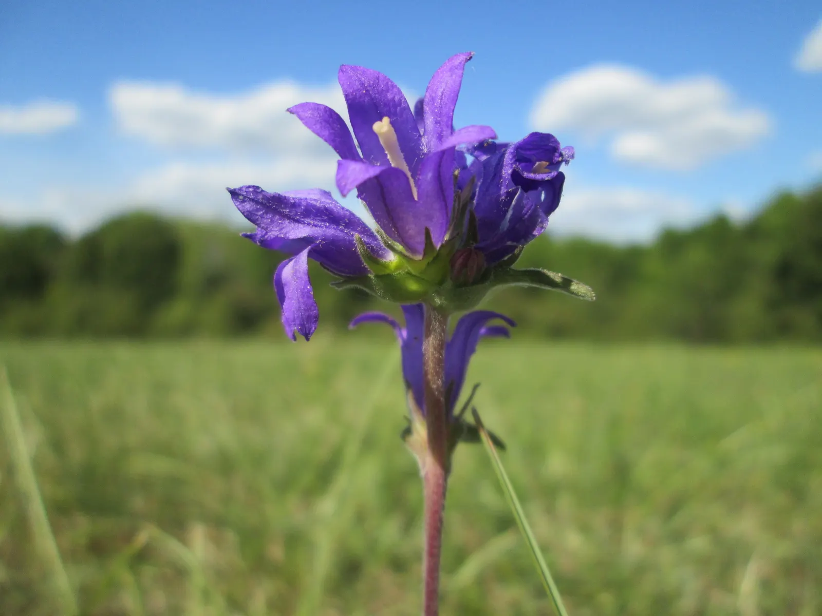 Danesblood Bellflower (Campanula Glomerata) — Each bell-shaped flower measures roughly 1 to 1.5 inches in length; this plant's resilience and showy blossoms