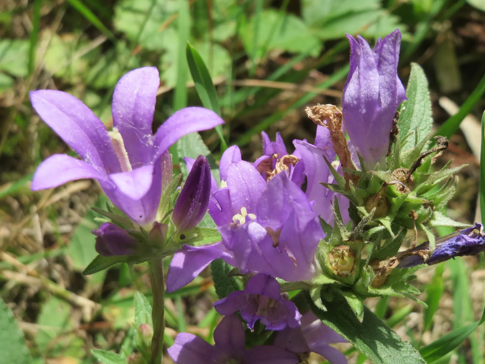 Danesblood Bellflower (Campanula Glomerata) — It thrives in full sun to partial shade in well-drained soil, hardy in USDA zones 3-8; but, image 49