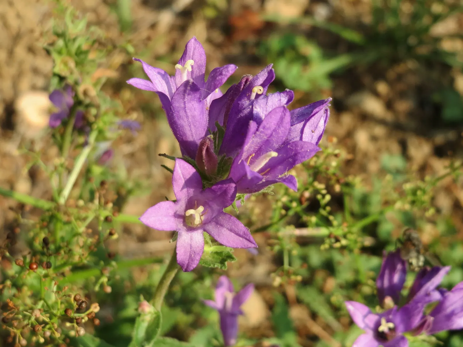 Danesblood Bellflower (Campanula Glomerata) — Minimal maintenance is required