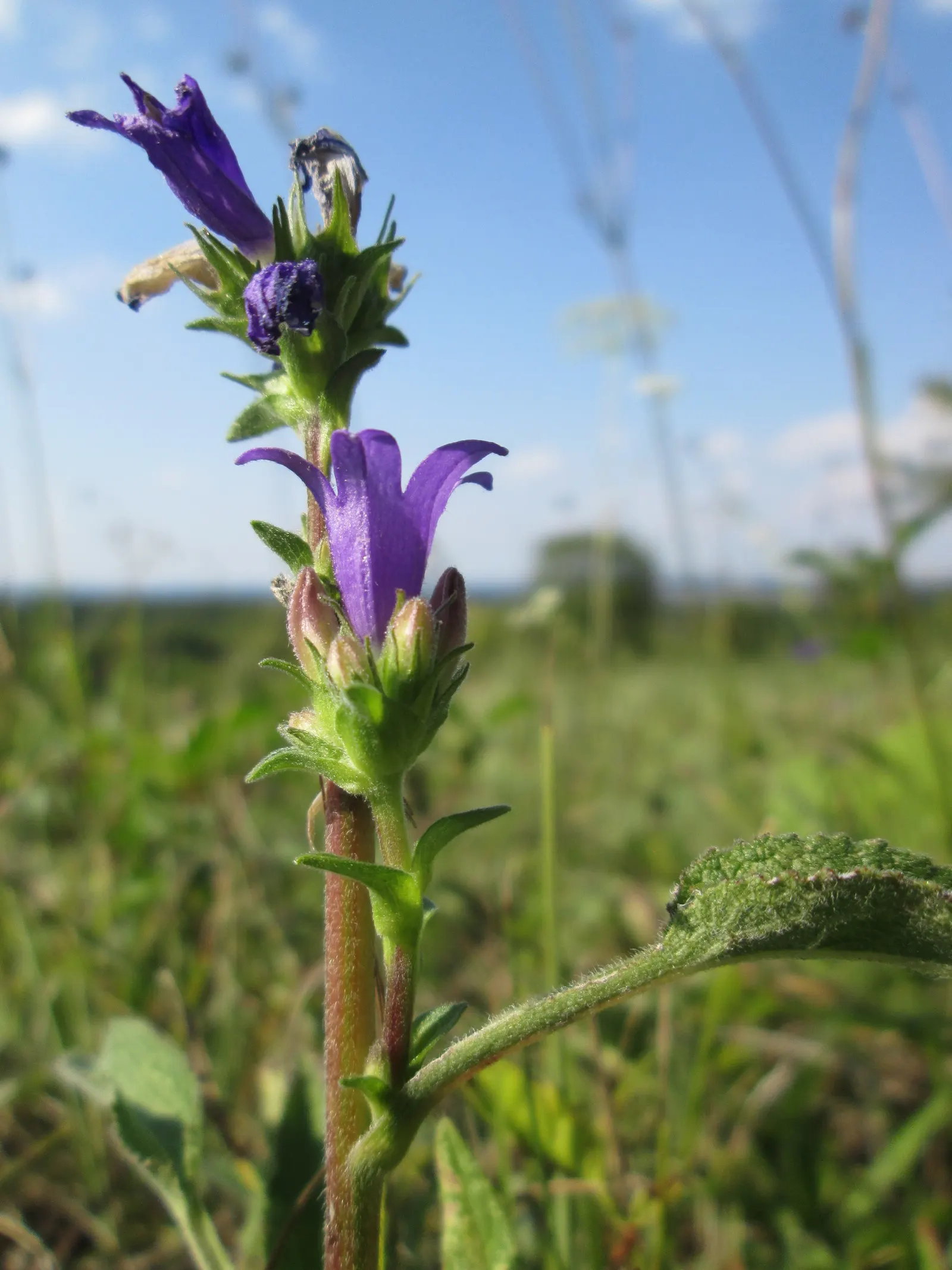 Danesblood Bellflower (Campanula Glomerata) — it offers a low-maintenance; bell-shaped blooms forming dense clusters atop 1-2 ft stems, image 96