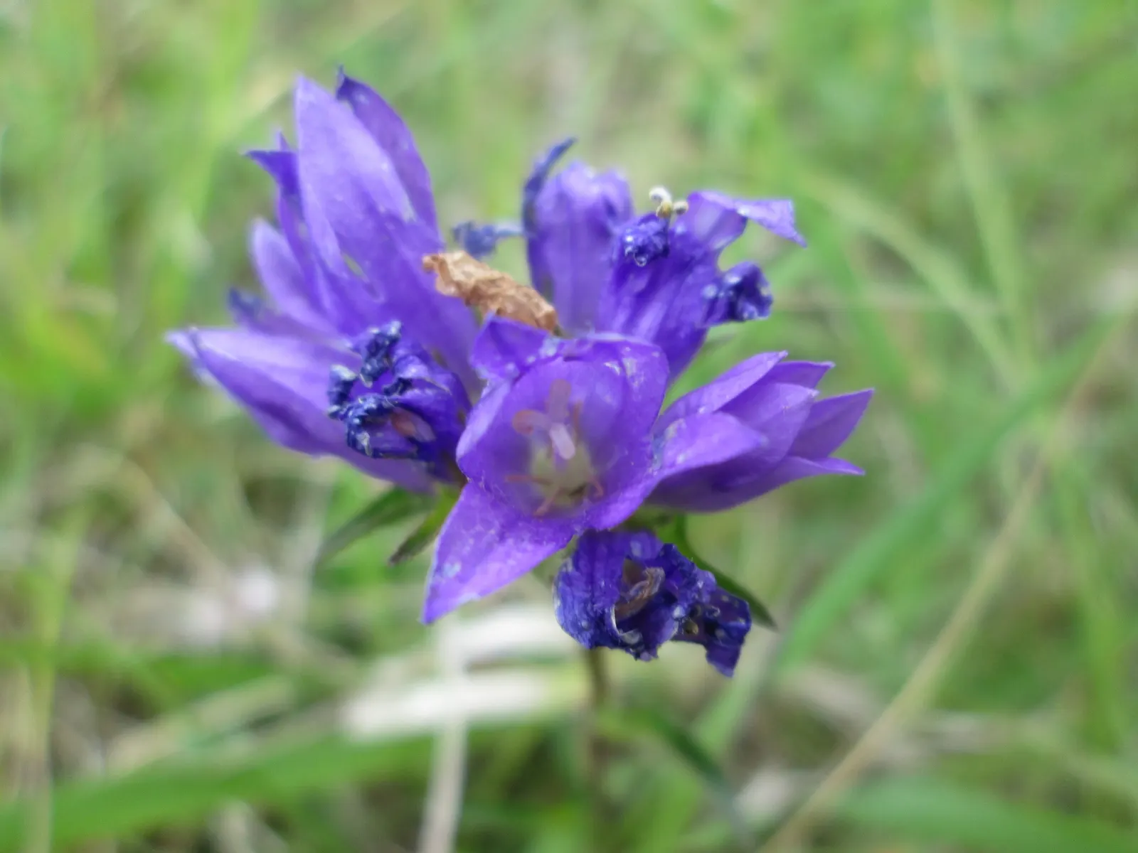 Danesblood Bellflower (Campanula Glomerata) — bell-shaped blooms forming dense clusters atop 1-2 ft stems; violet-blue to purplish flowers, image 48