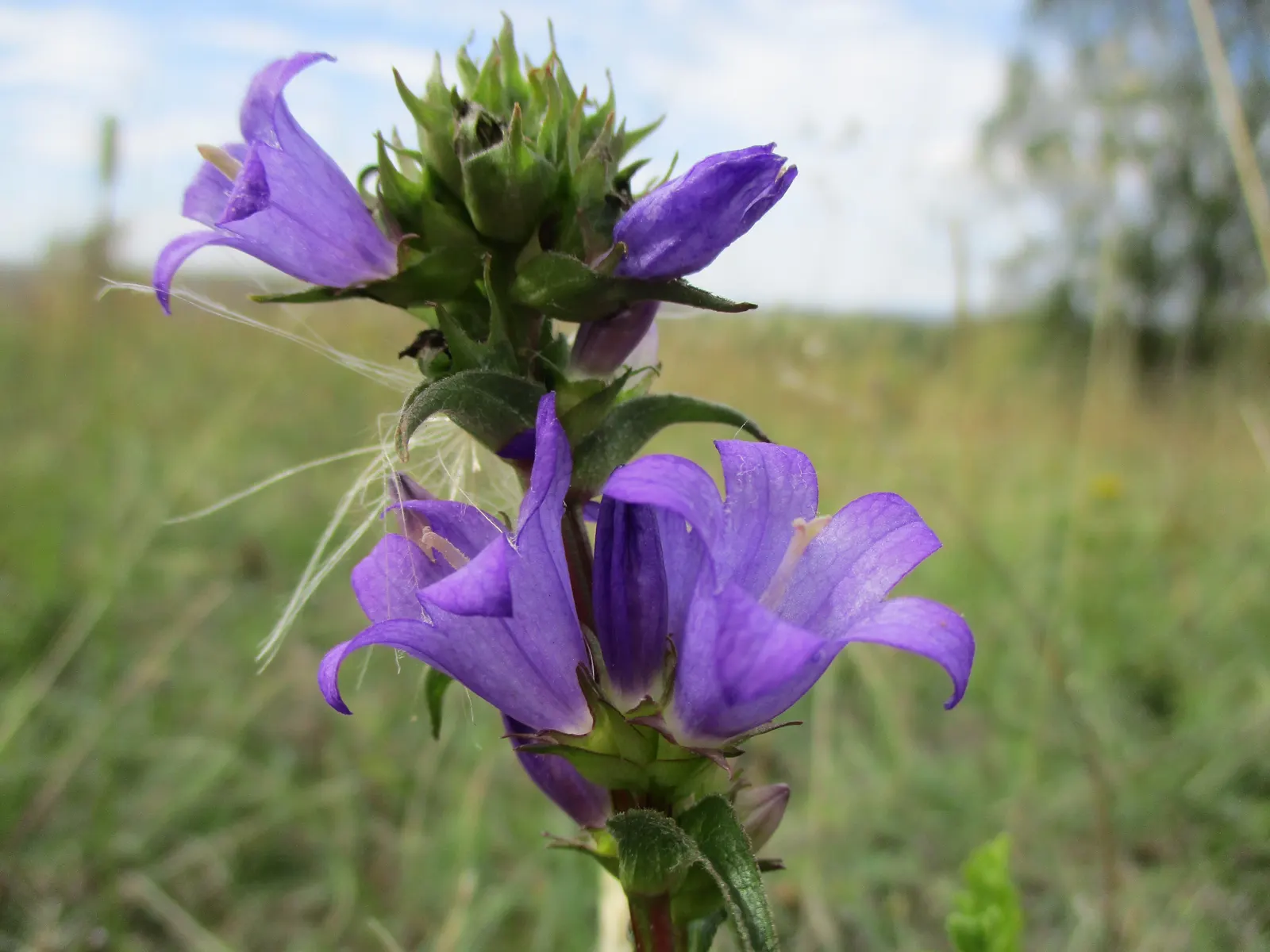 Danesblood Bellflower (Campanula Glomerata) — It thrives in full sun to partial shade in well-drained soil, hardy in USDA zones 3-8