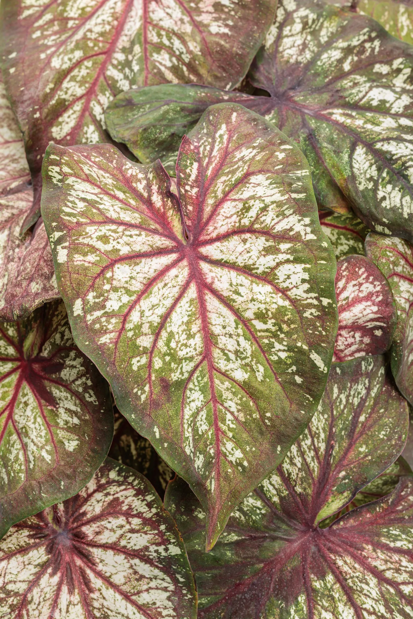 'Xplosion' Sun and Shade Caladium (Caladium hortulanum) — shade to light shade is best