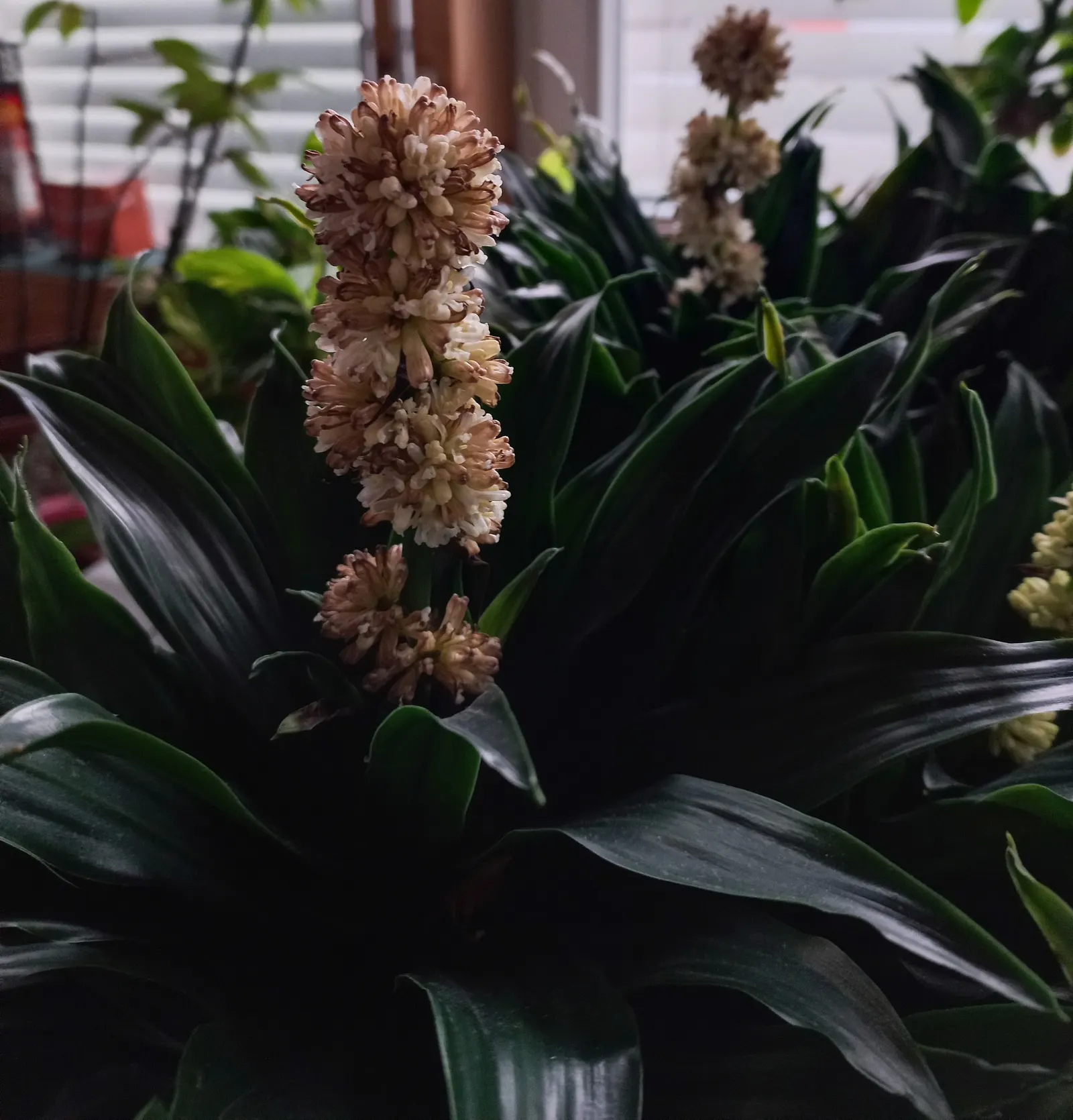 Compact Dragon Tree (Dracaena Fragrans 'Compacta') — which can lead to root rot.<br><br>Low maintenance and resilient; perennial for half or shade