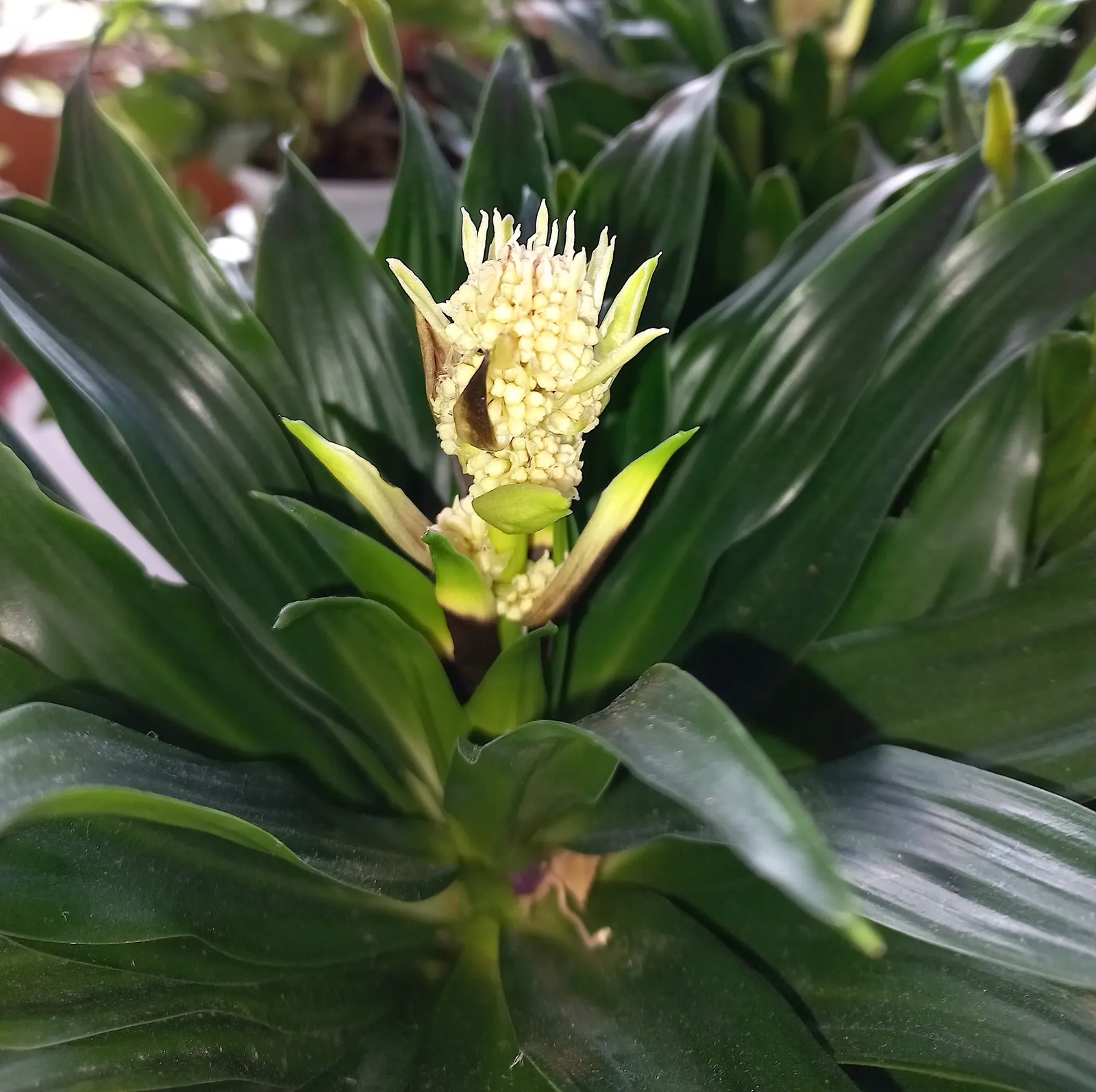 Compact Dragon Tree (Dracaena Fragrans 'Compacta') — the Compact Dragon Tree boasts a lush
