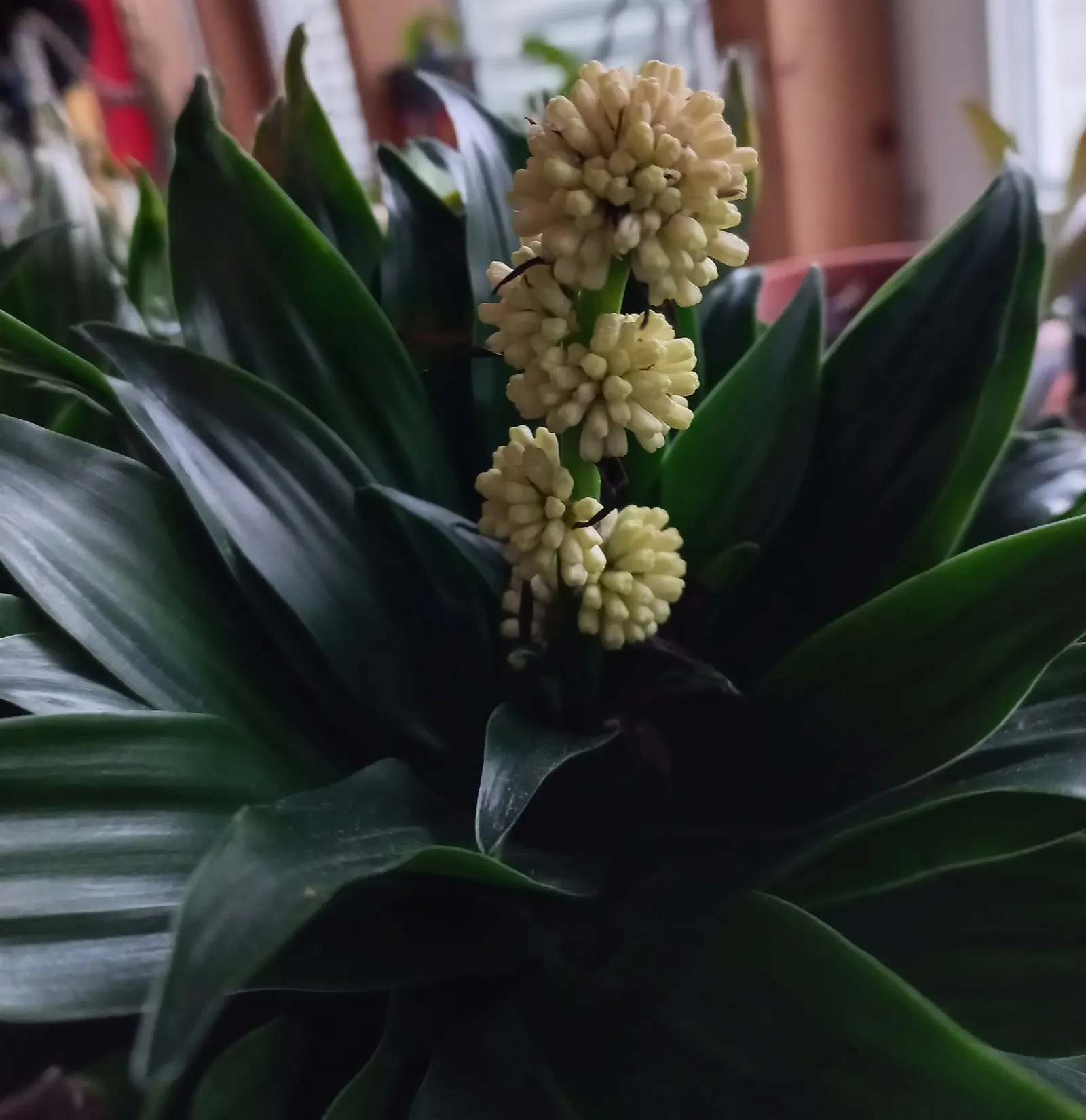 Compact Dragon Tree (Dracaena Fragrans 'Compacta') — making it versatile for various garden locations