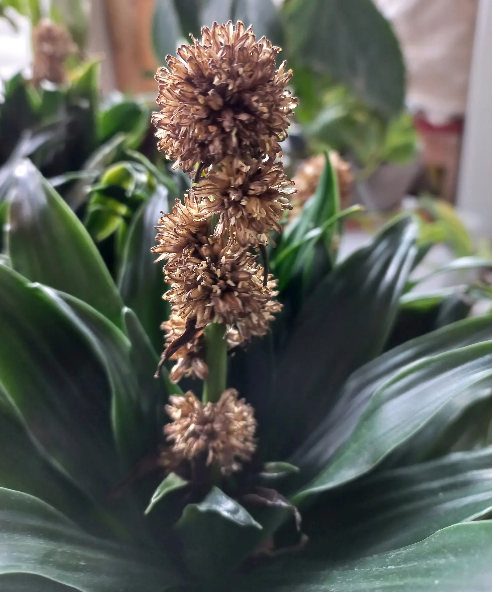 Compact Dragon Tree (Dracaena Fragrans 'Compacta') — the Dracaena fragrans 'Compacta' is a superb choice for clients who seek an elegant; making it both