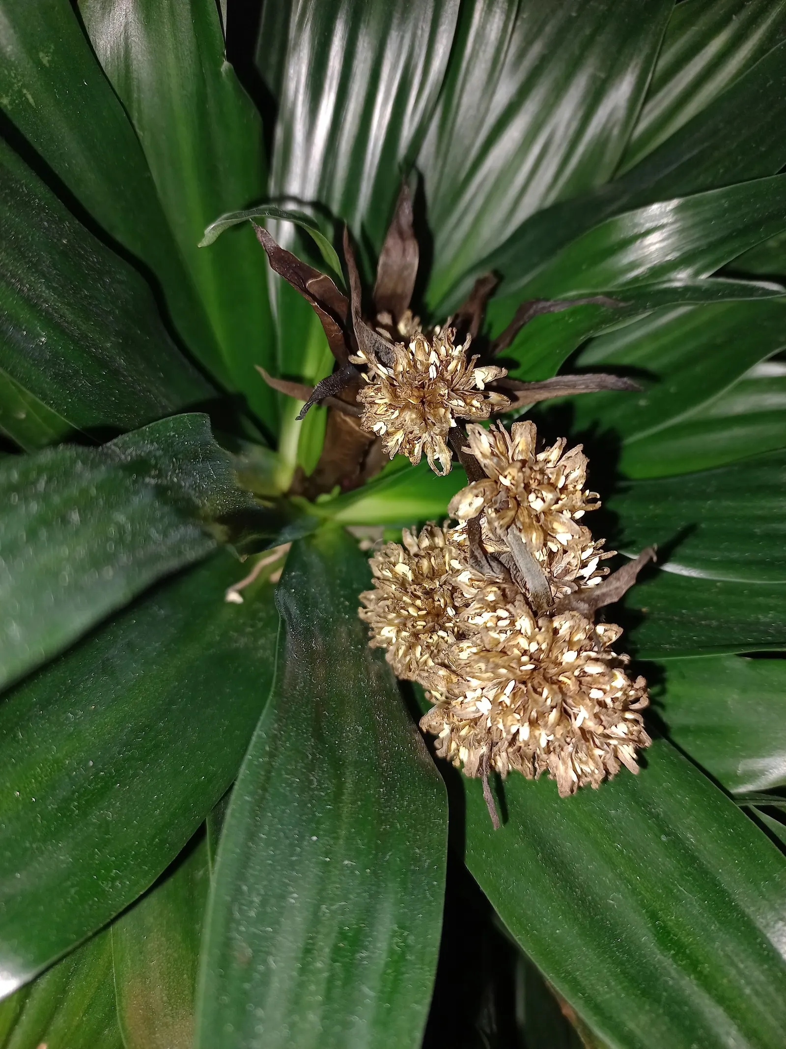Compact Dragon Tree (Dracaena Fragrans 'Compacta') — Thriving best in partial shade