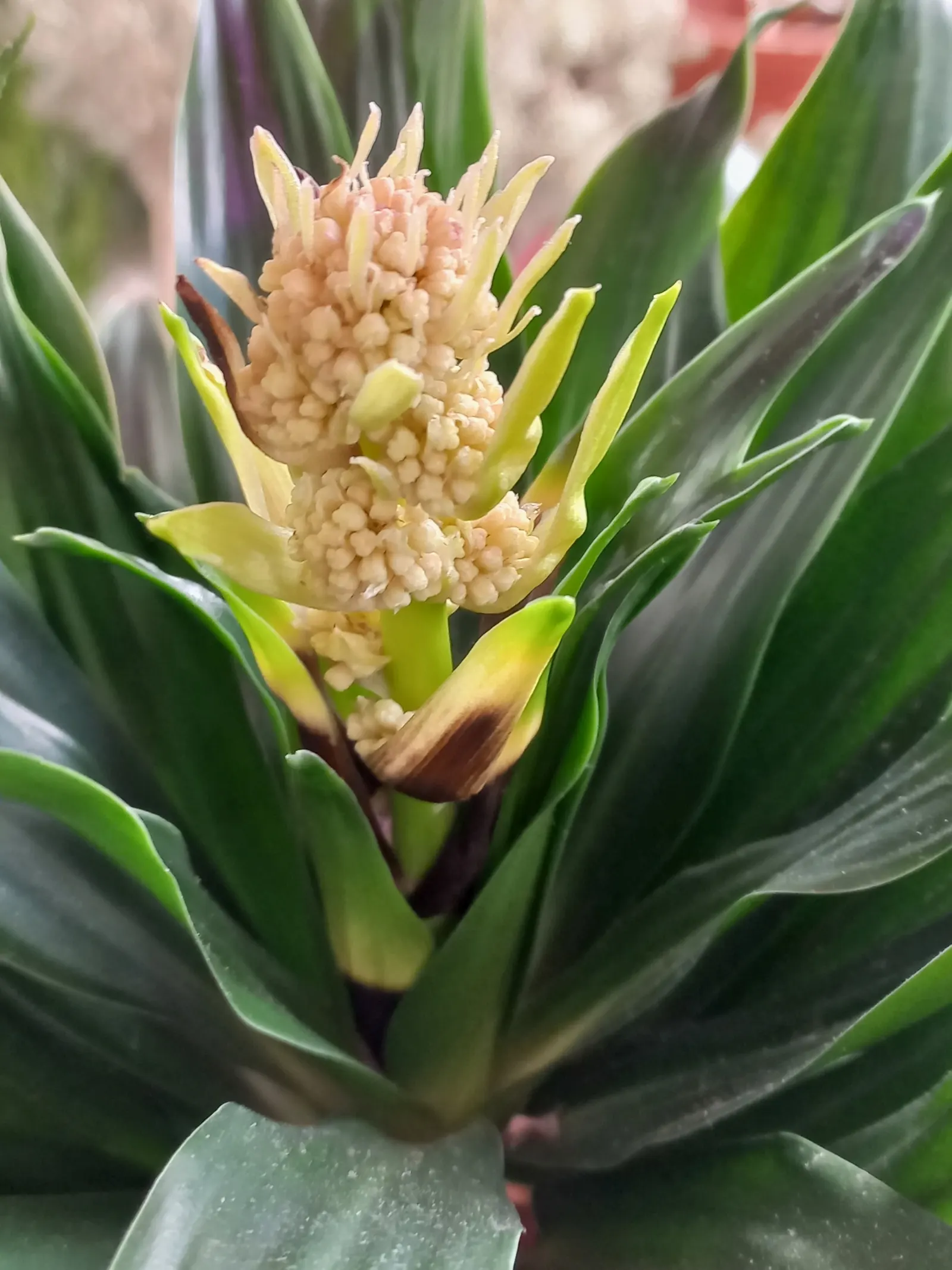 Compact Dragon Tree (Dracaena Fragrans 'Compacta') — reaching up to 6 ft in height and 3 ft in width over time; evergreen shrub with a dense, image 52
