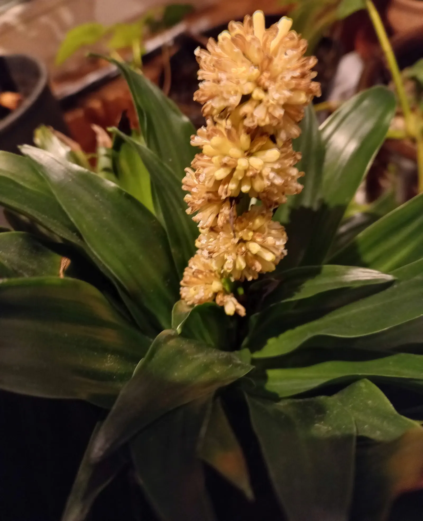 Compact Dragon Tree (Dracaena Fragrans 'Compacta') — as the Compact Dragon Tree is drought-resistant but sensitive to over-watering