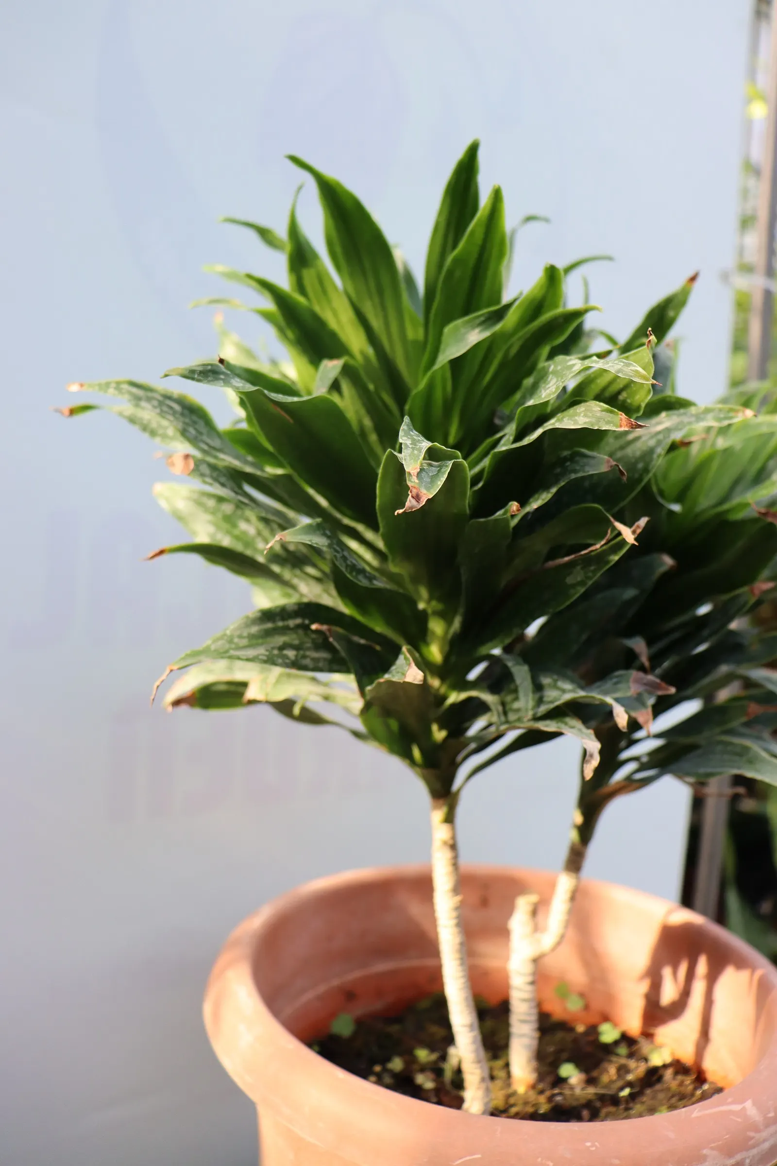 Compact Dragon Tree (Dracaena Fragrans 'Compacta') — Ideal for indoor spaces or shaded outdoor areas; commonly referred to as the Compact Dragon Tree