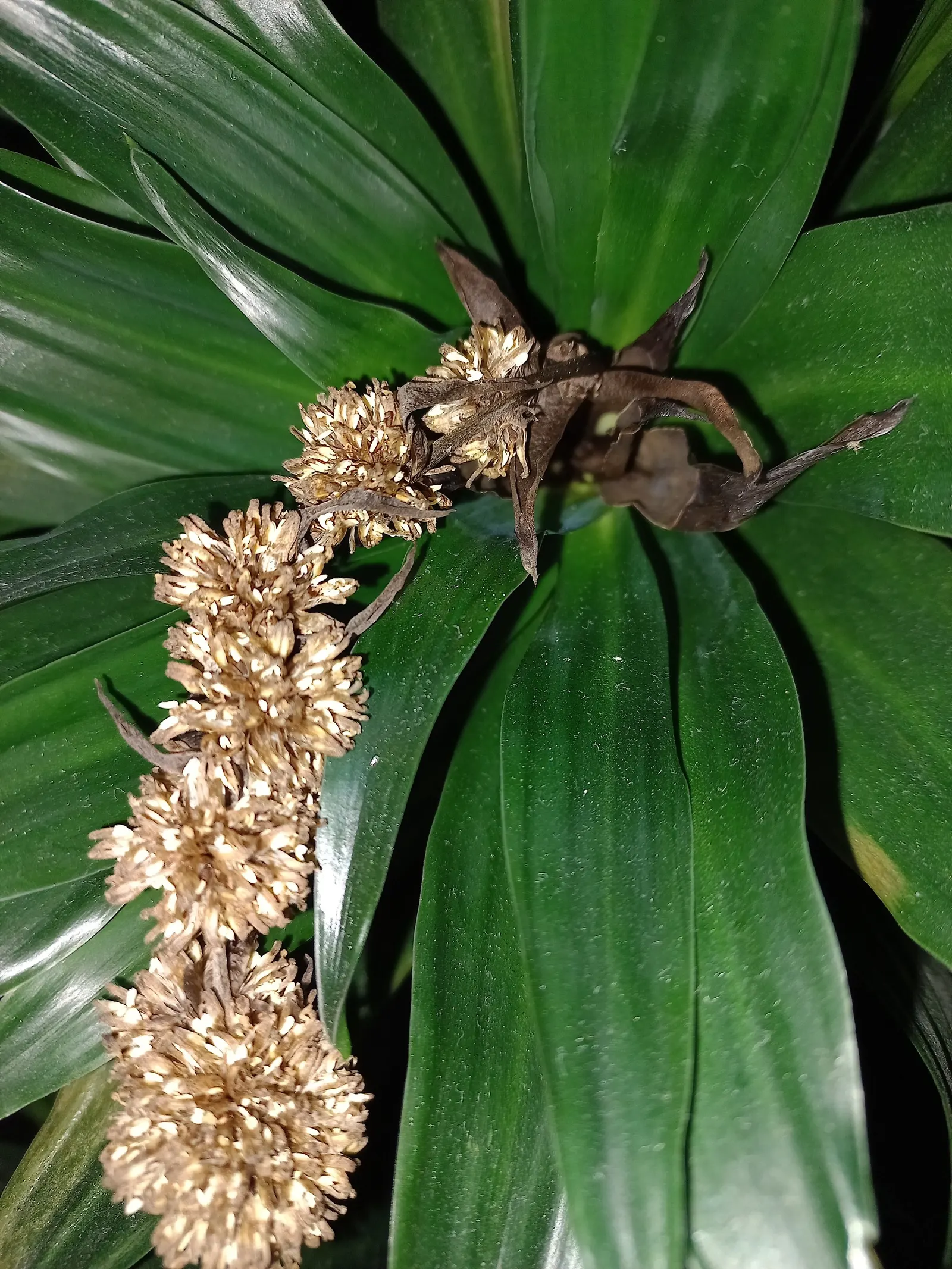 Compact Dragon Tree (Dracaena Fragrans 'Compacta') — They gracefully emerge from a central stalk