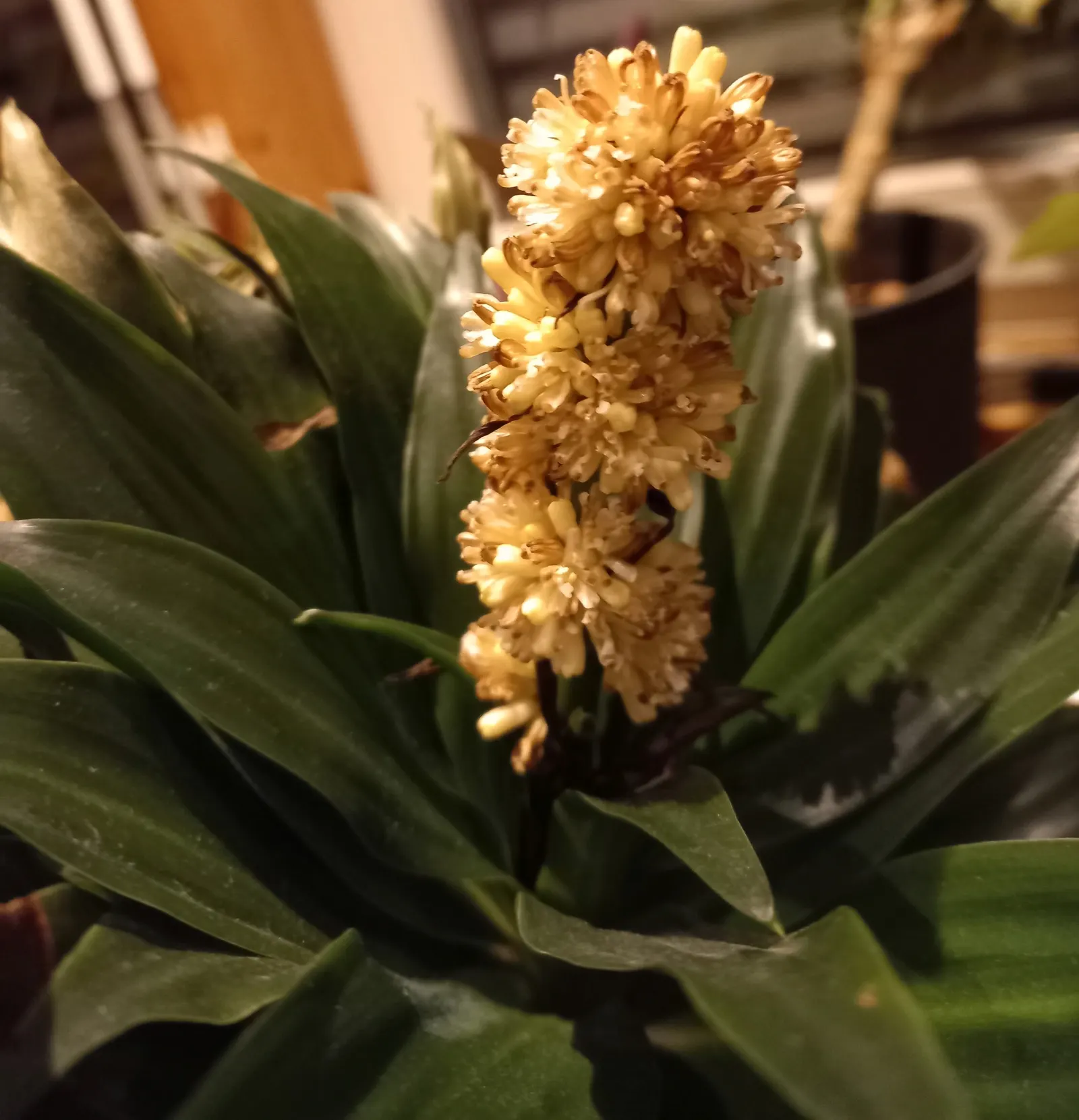 Compact Dragon Tree (Dracaena Fragrans 'Compacta') — Moderate watering is essential; mature specimens reach a height of approximately 4 to 6 feet with a spread