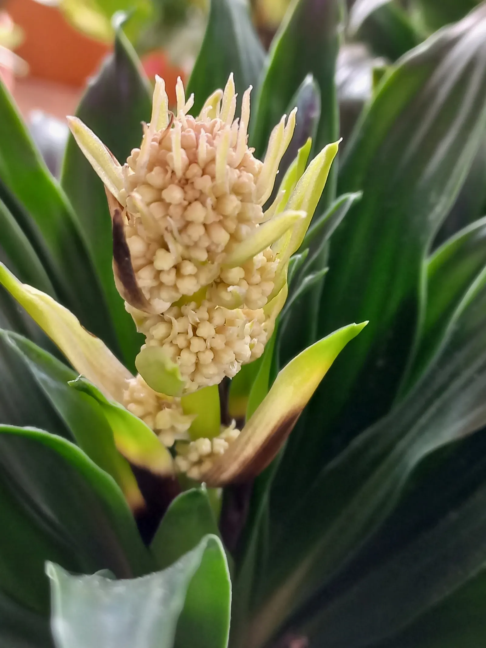 Compact Dragon Tree (Dracaena Fragrans 'Compacta') — typically measuring about 12 to 24 inches in length and 2 to 3 inches in width