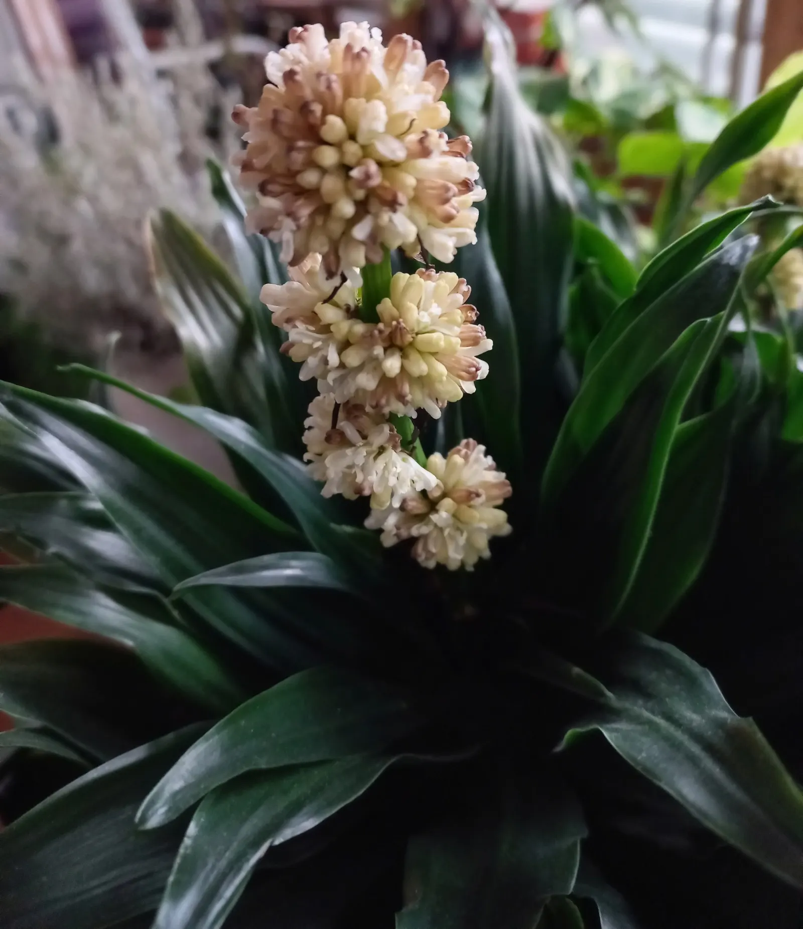 Compact Dragon Tree (Dracaena Fragrans 'Compacta') — it requires minimal watering and offers air-purifying qualities