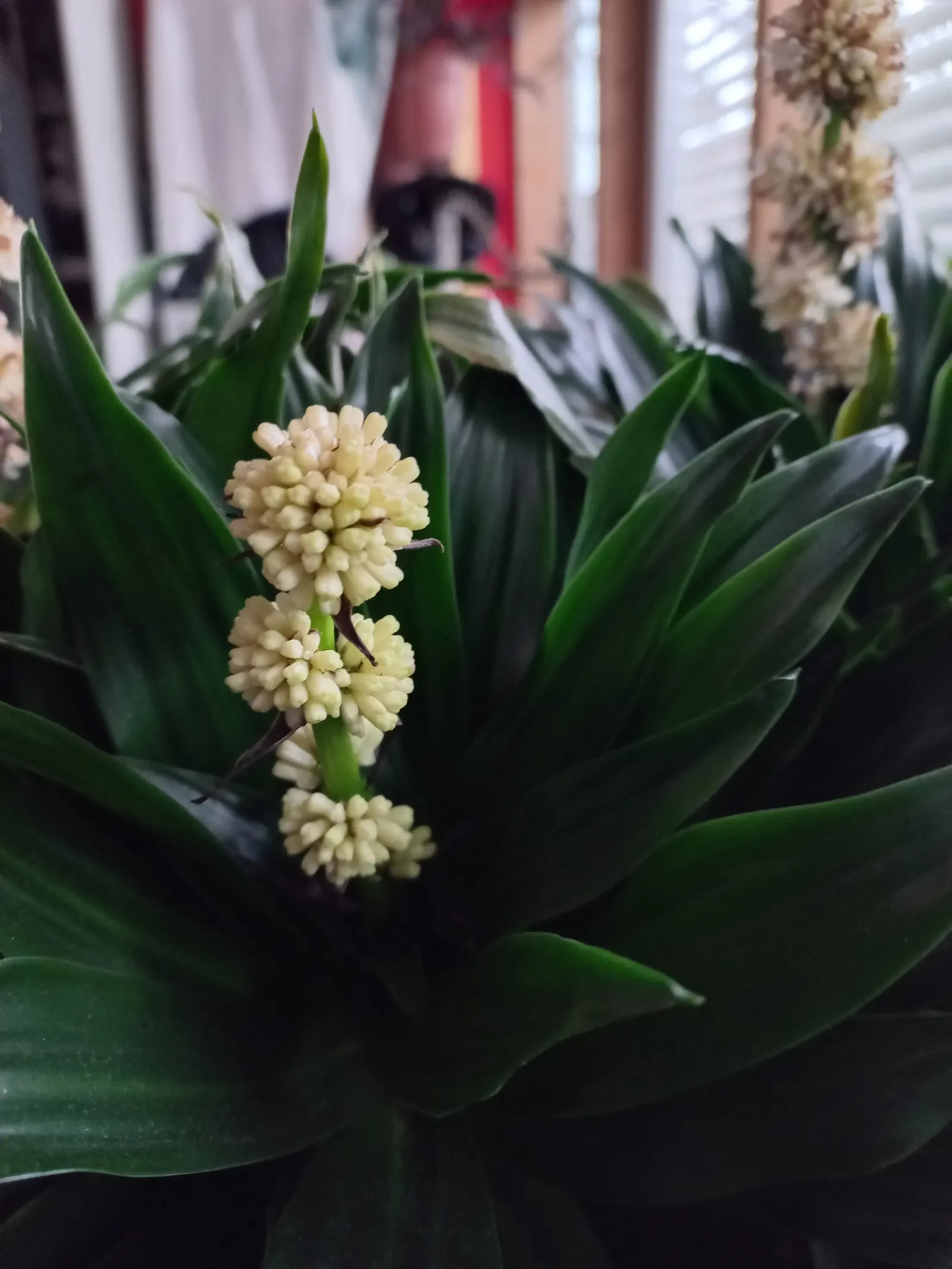 Compact Dragon Tree (Dracaena Fragrans 'Compacta') — The leaves are glossy and lance-shaped