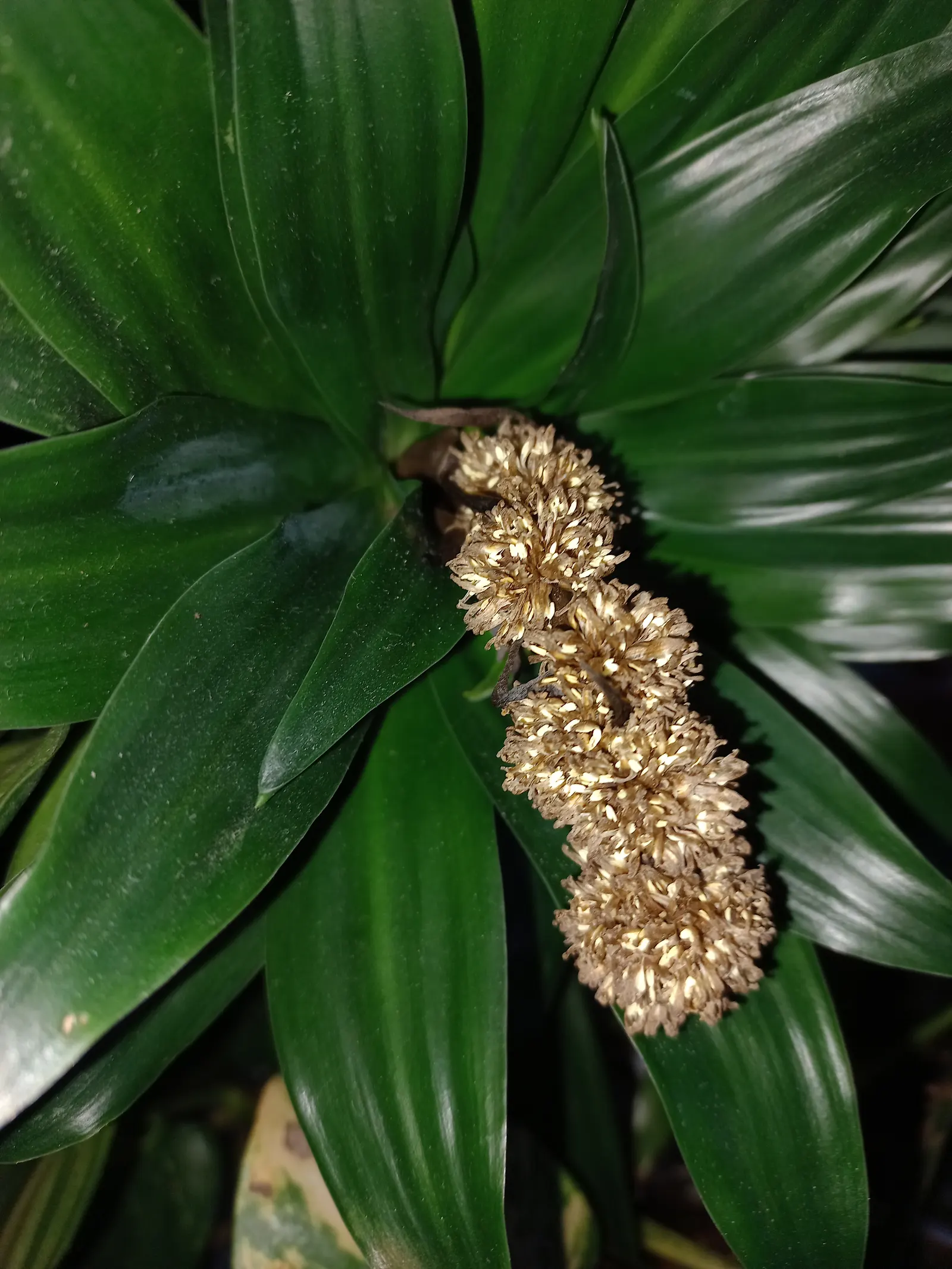 Compact Dragon Tree (Dracaena Fragrans 'Compacta') — perennial for half or shade; which can lead to root rot.<br><br>Low maintenance and resilient