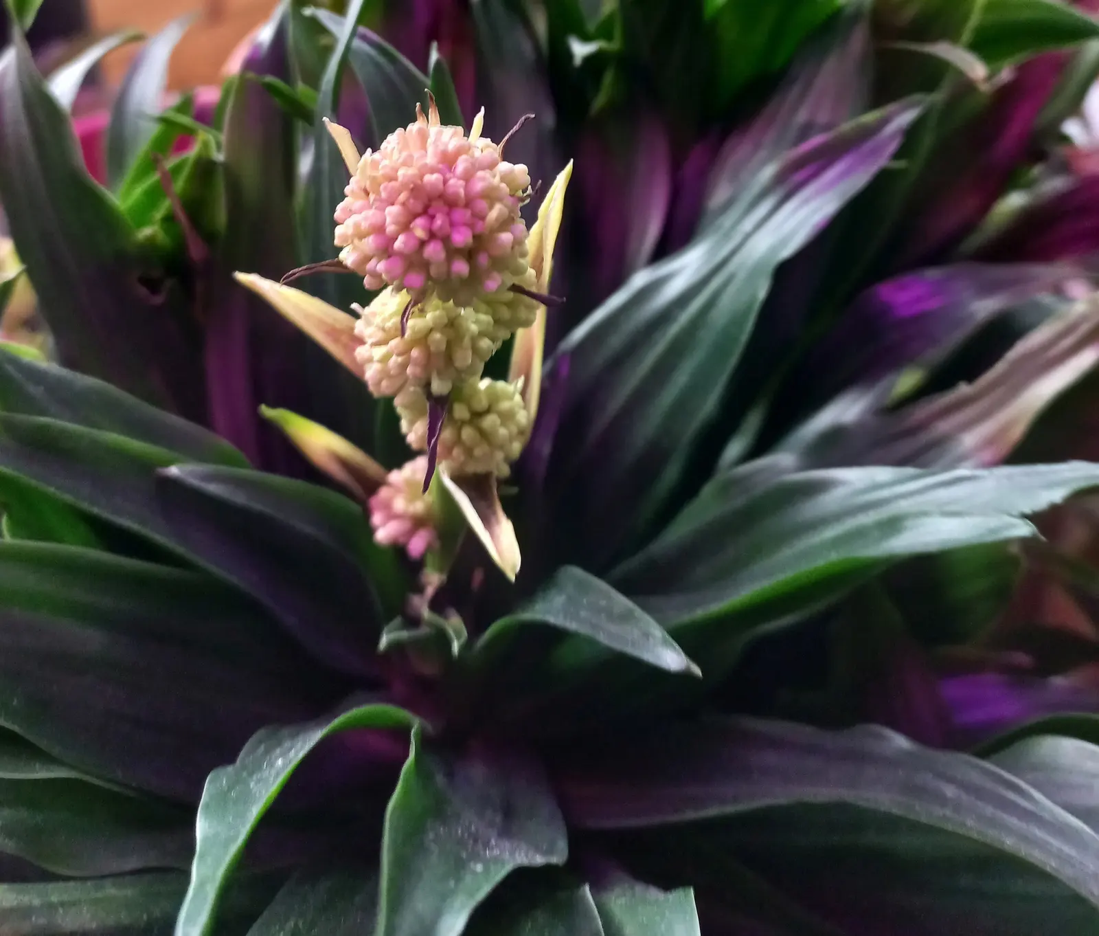 Compact Dragon Tree (Dracaena Fragrans 'Compacta') — evergreen shrub with a dense; reaching up to 6 ft in height and 3 ft in width over time