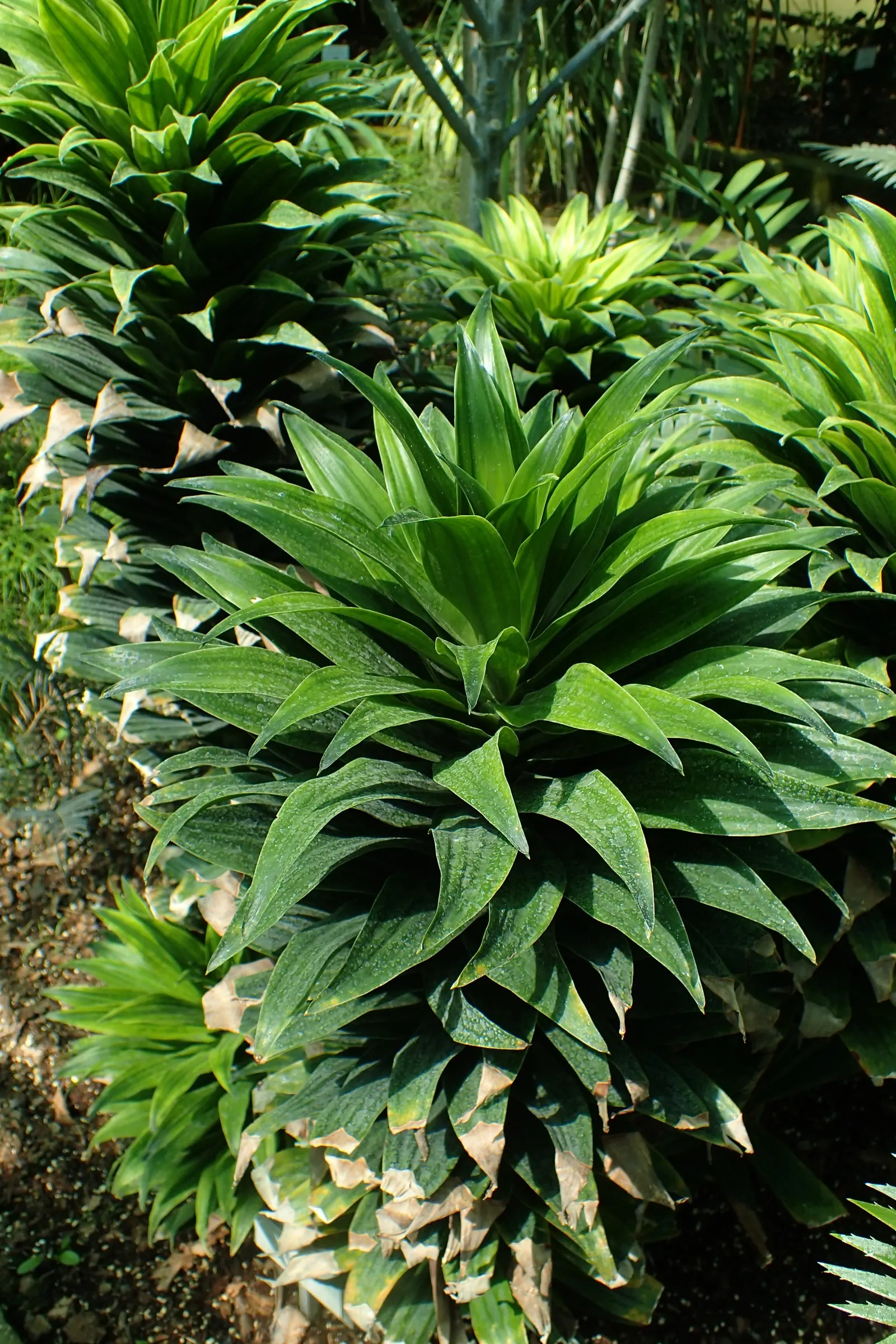 Compact Dragon Tree (Dracaena Fragrans 'Compacta') — reaching up to 6 ft in height and 3 ft in width over time; evergreen shrub with a dense