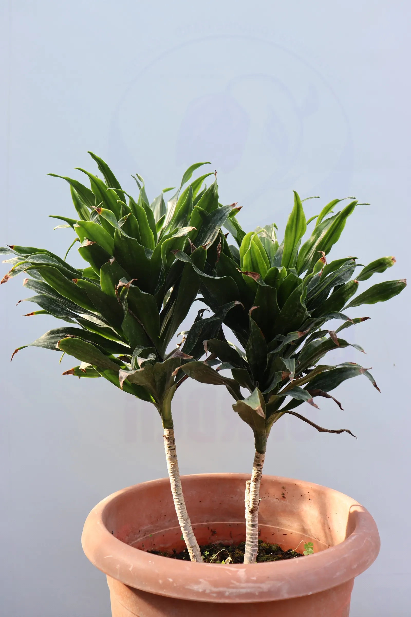 Compact Dragon Tree (Dracaena Fragrans 'Compacta') — the Compact Dragon Tree boasts a lush; slow-growing evergreen that makes a bold statement in any landscape