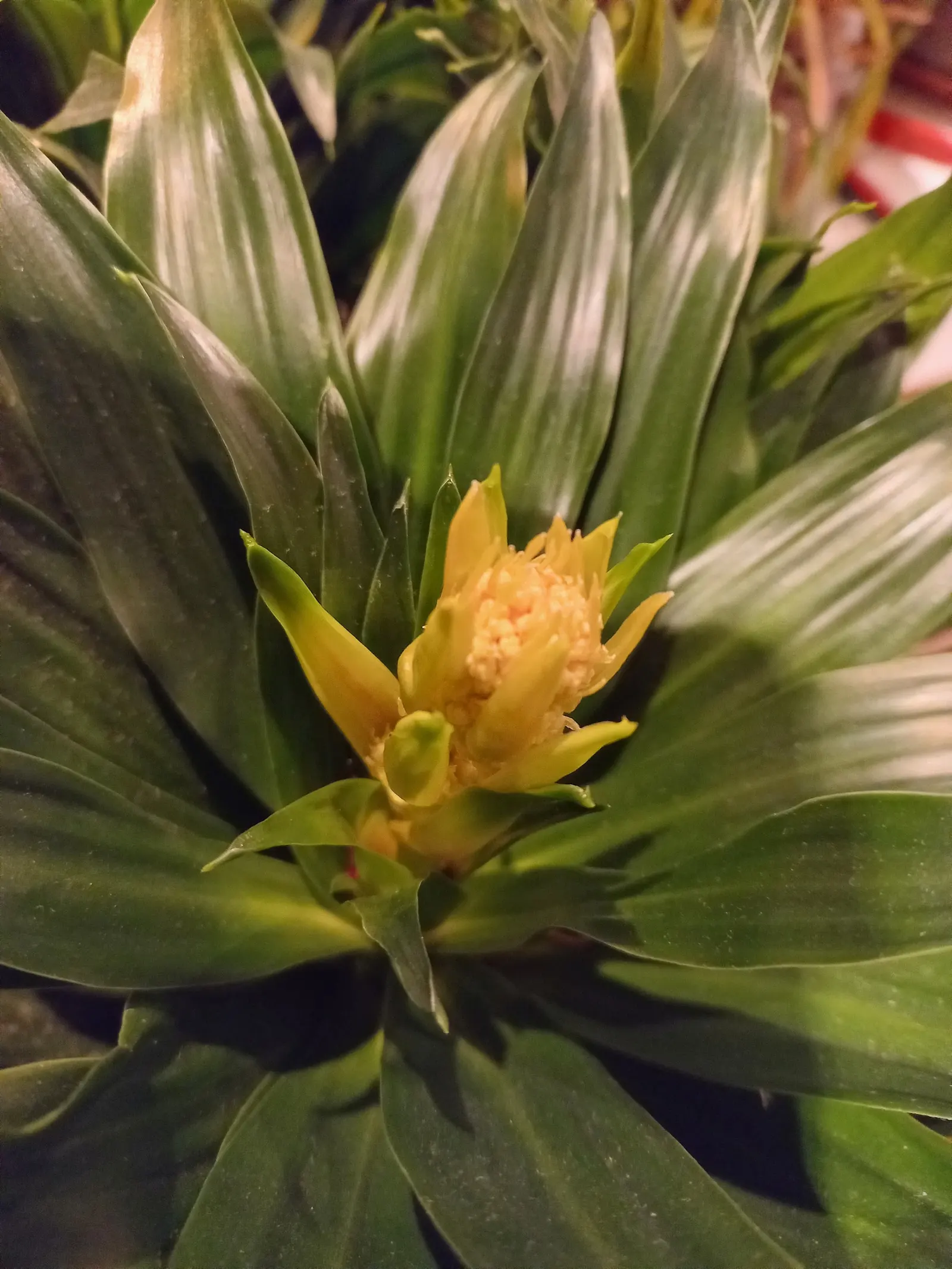 Compact Dragon Tree (Dracaena Fragrans 'Compacta') — It thrives in USDA Hardiness Zones 10 to 12 when planted outdoors and enjoys well-draining soil; dark
