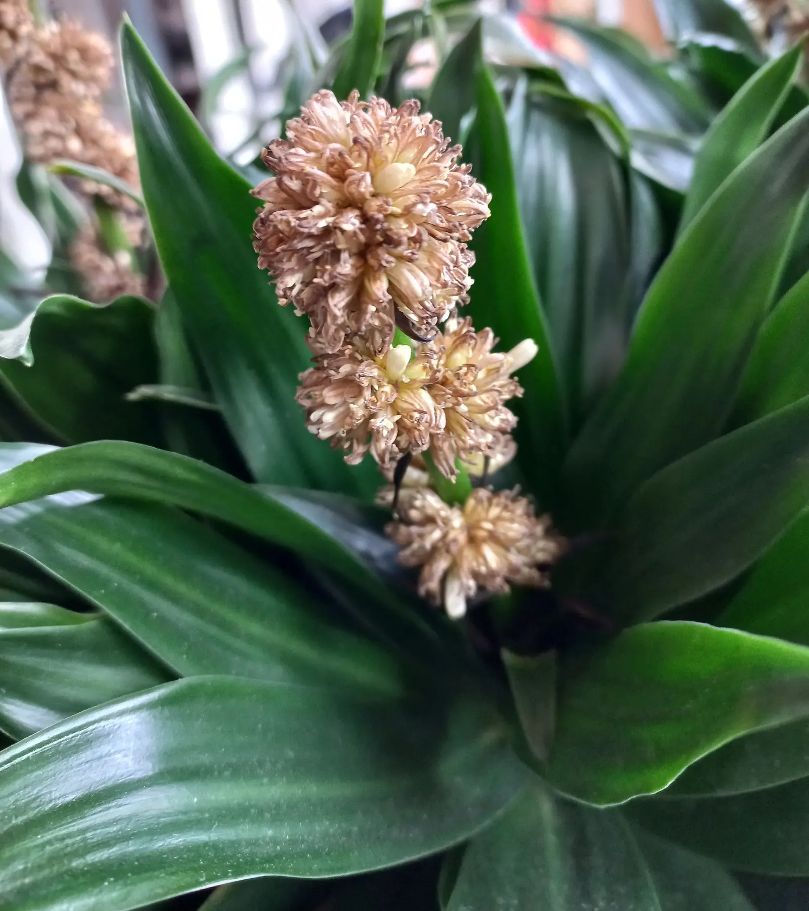 Compact Dragon Tree (Dracaena Fragrans 'Compacta') — slow-growing evergreen that makes a bold statement in any landscape design