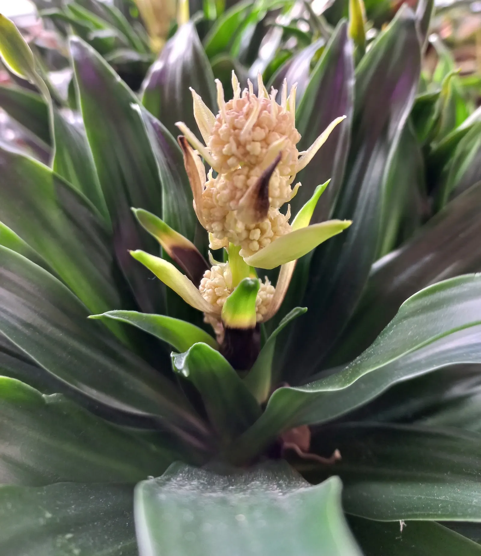 Compact Dragon Tree (Dracaena Fragrans 'Compacta') — Mature specimens reach a height of approximately 4 to 6 feet with a spread of 2 to 3 feet