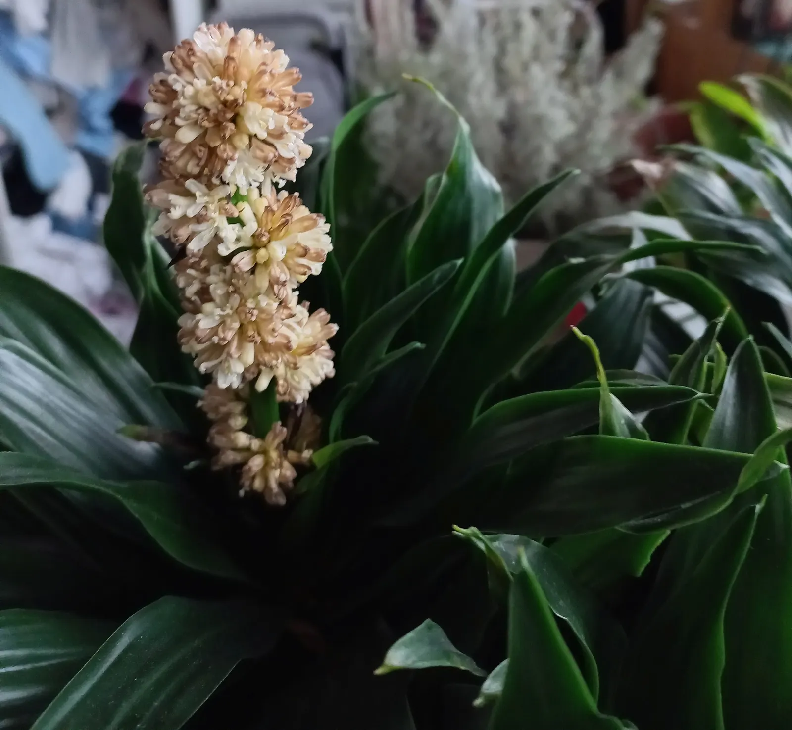 Compact Dragon Tree (Dracaena Fragrans 'Compacta') — commonly referred to as the Compact Dragon Tree