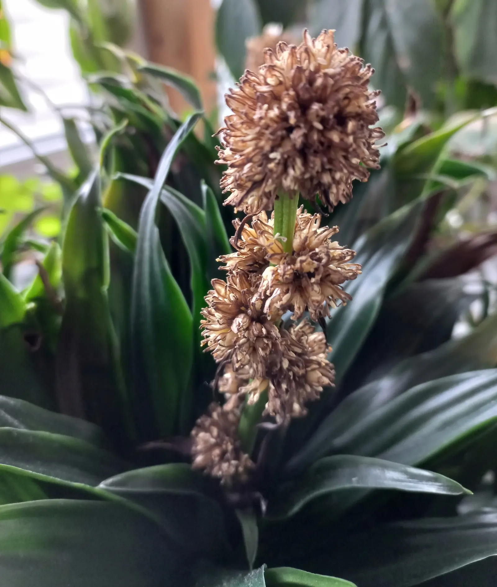 Compact Dragon Tree (Dracaena Fragrans 'Compacta') — although they grow at a sluggish rate of 2 to 4 inches per year