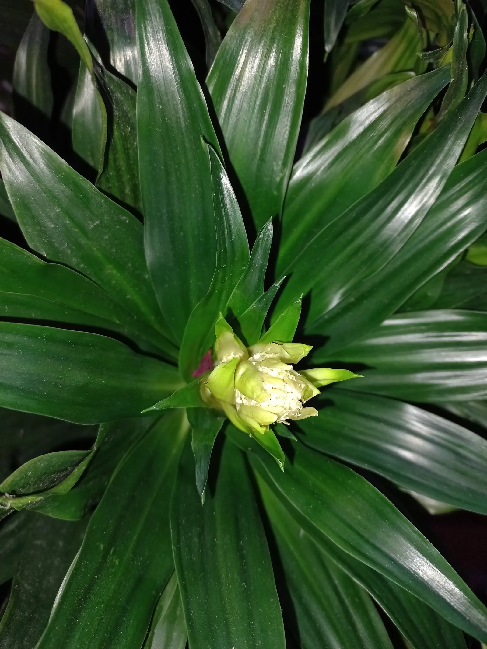 Compact Dragon Tree (Dracaena Fragrans 'Compacta') — It thrives in USDA Hardiness Zones 10 to 12 when planted outdoors and enjoys well-draining soil