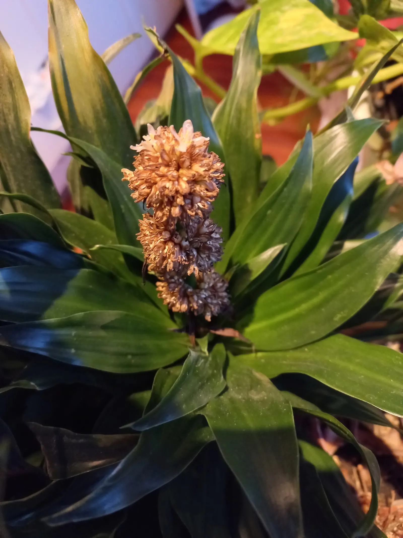 Compact Dragon Tree (Dracaena Fragrans 'Compacta') — the Dracaena fragrans 'Compacta' is a superb choice for clients who seek an elegant