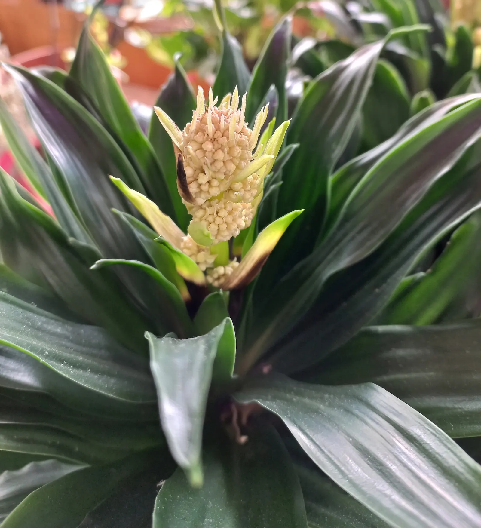 Compact Dragon Tree (Dracaena Fragrans 'Compacta') — evergreen shrub with a dense; reaching up to 6 ft in height and 3 ft in width over time, image 49