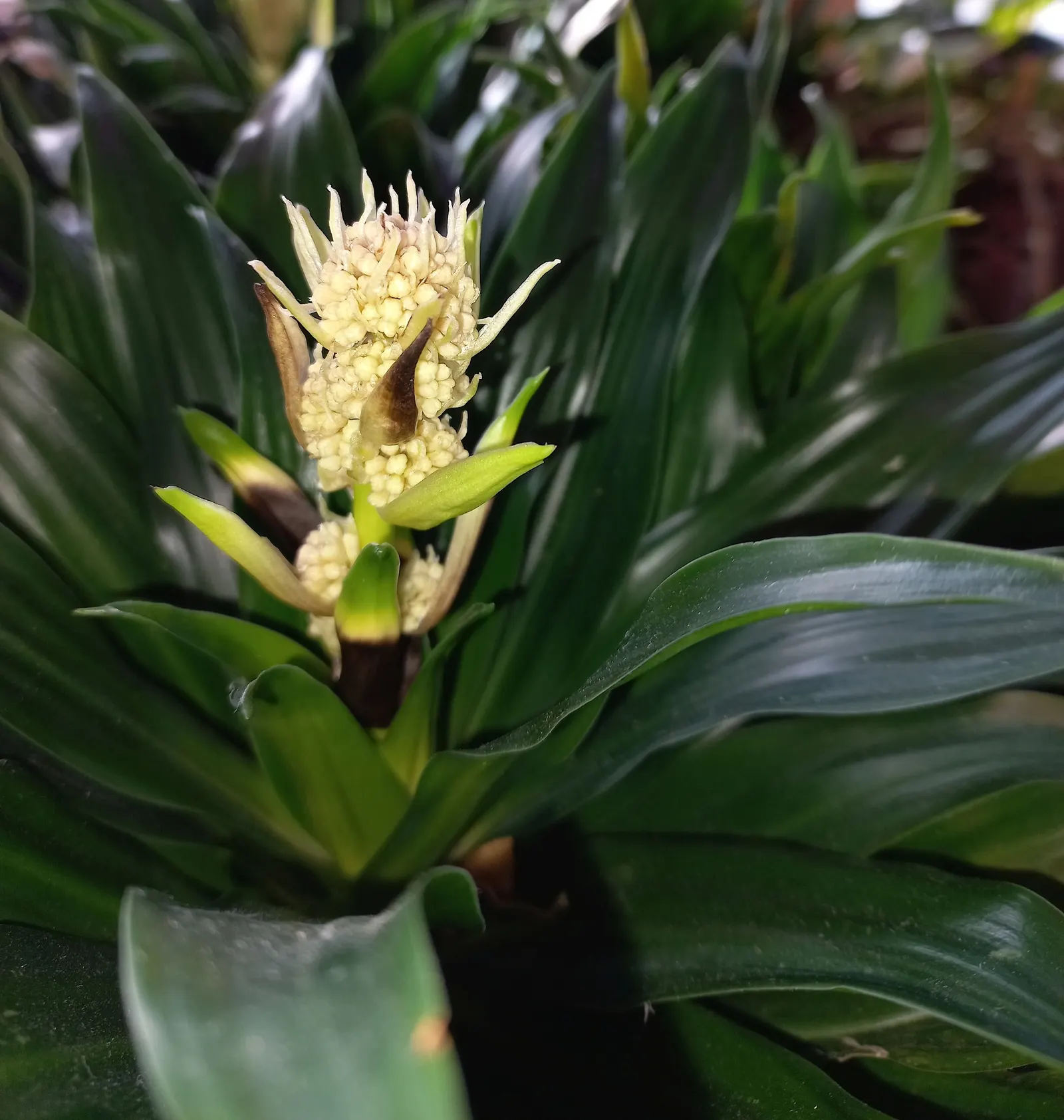 Compact Dragon Tree (Dracaena Fragrans 'Compacta') — Ideal for indoor spaces or shaded outdoor areas