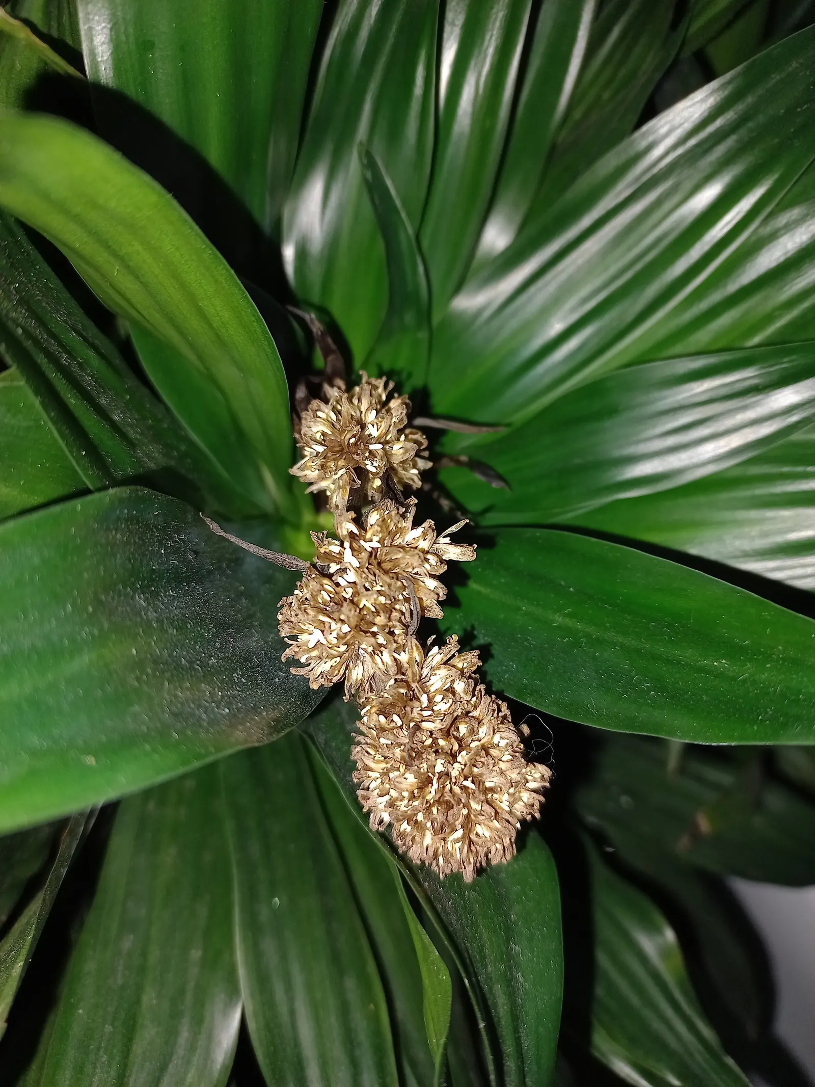 Compact Dragon Tree (Dracaena Fragrans 'Compacta') — indirect light but can tolerate lower light conditions