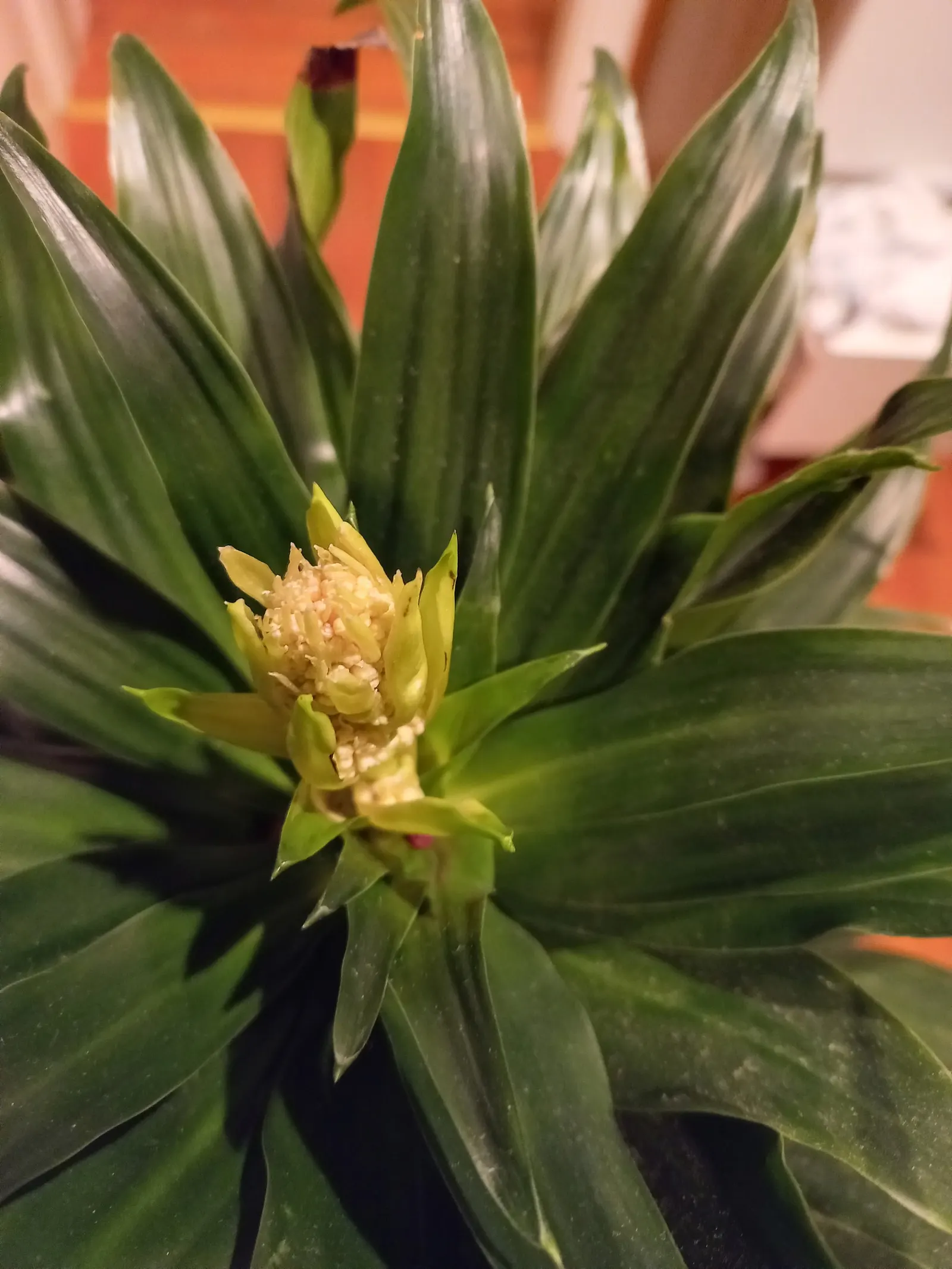 Compact Dragon Tree (Dracaena Fragrans 'Compacta') — Moderate watering is essential