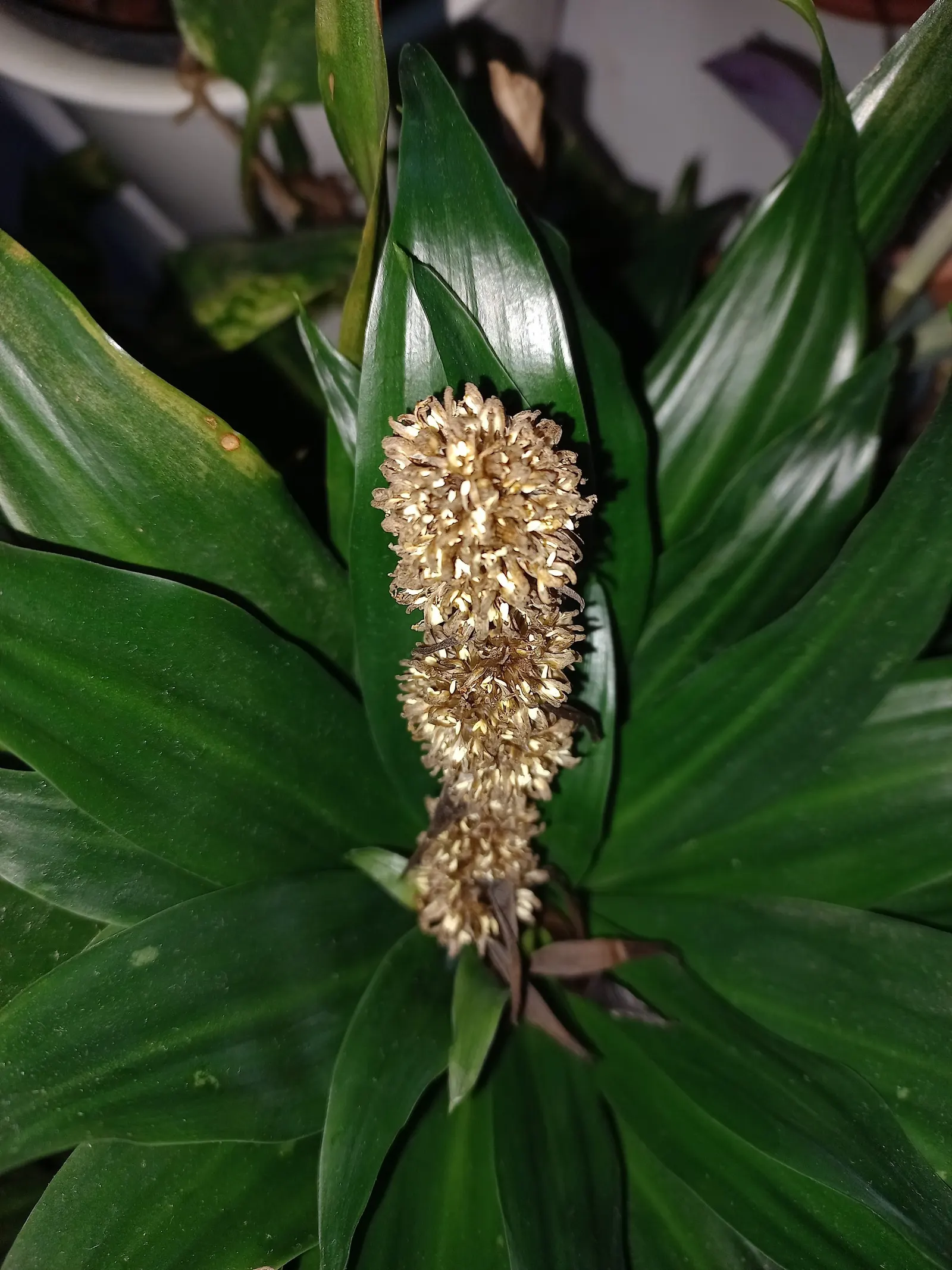 Compact Dragon Tree (Dracaena Fragrans 'Compacta') — Thriving best in partial shade; although they grow at a sluggish rate of 2 to 4 inches per year, image 50