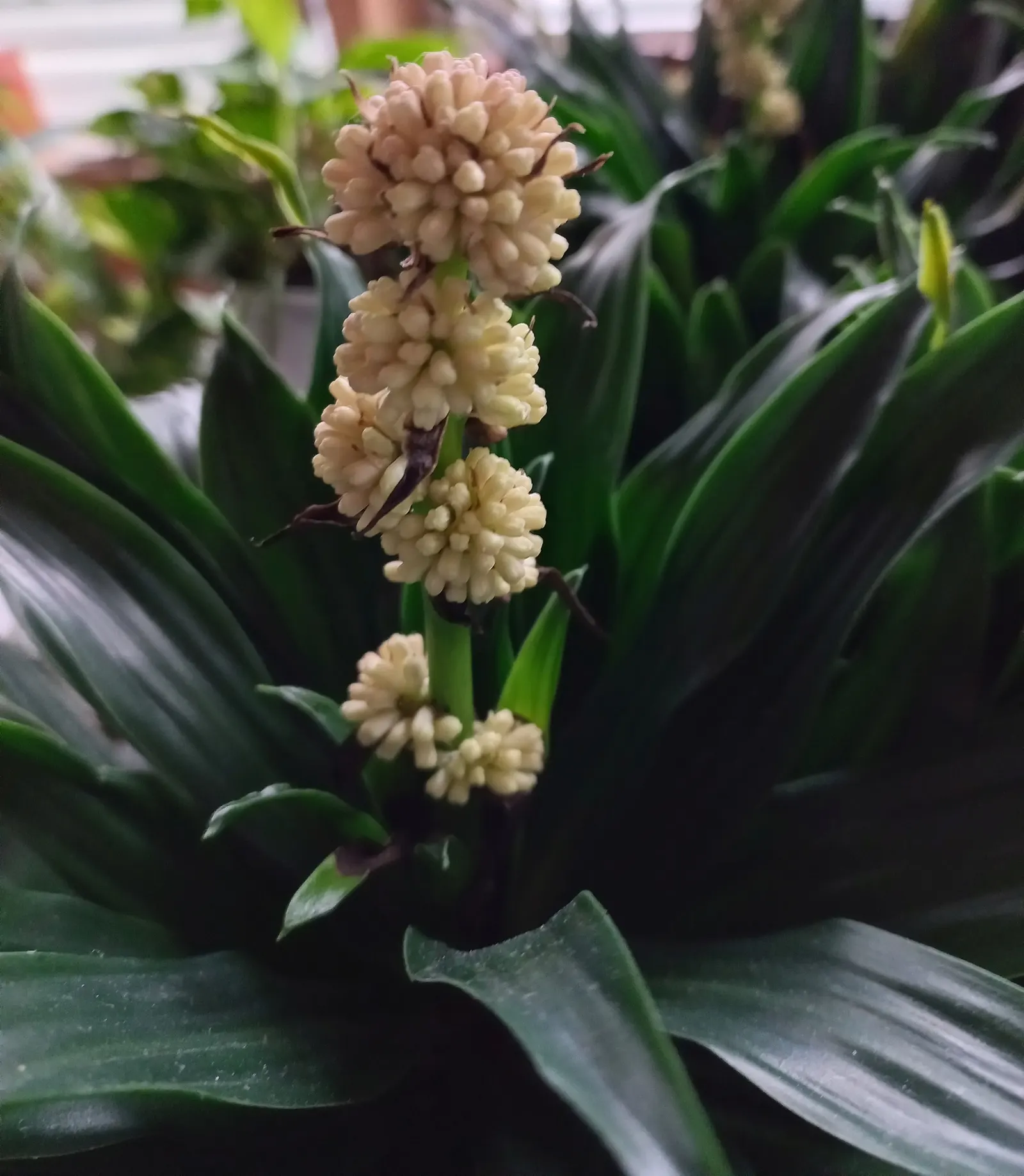 Compact Dragon Tree (Dracaena Fragrans 'Compacta') — although they grow at a sluggish rate of 2 to 4 inches per year; thriving best in partial shade