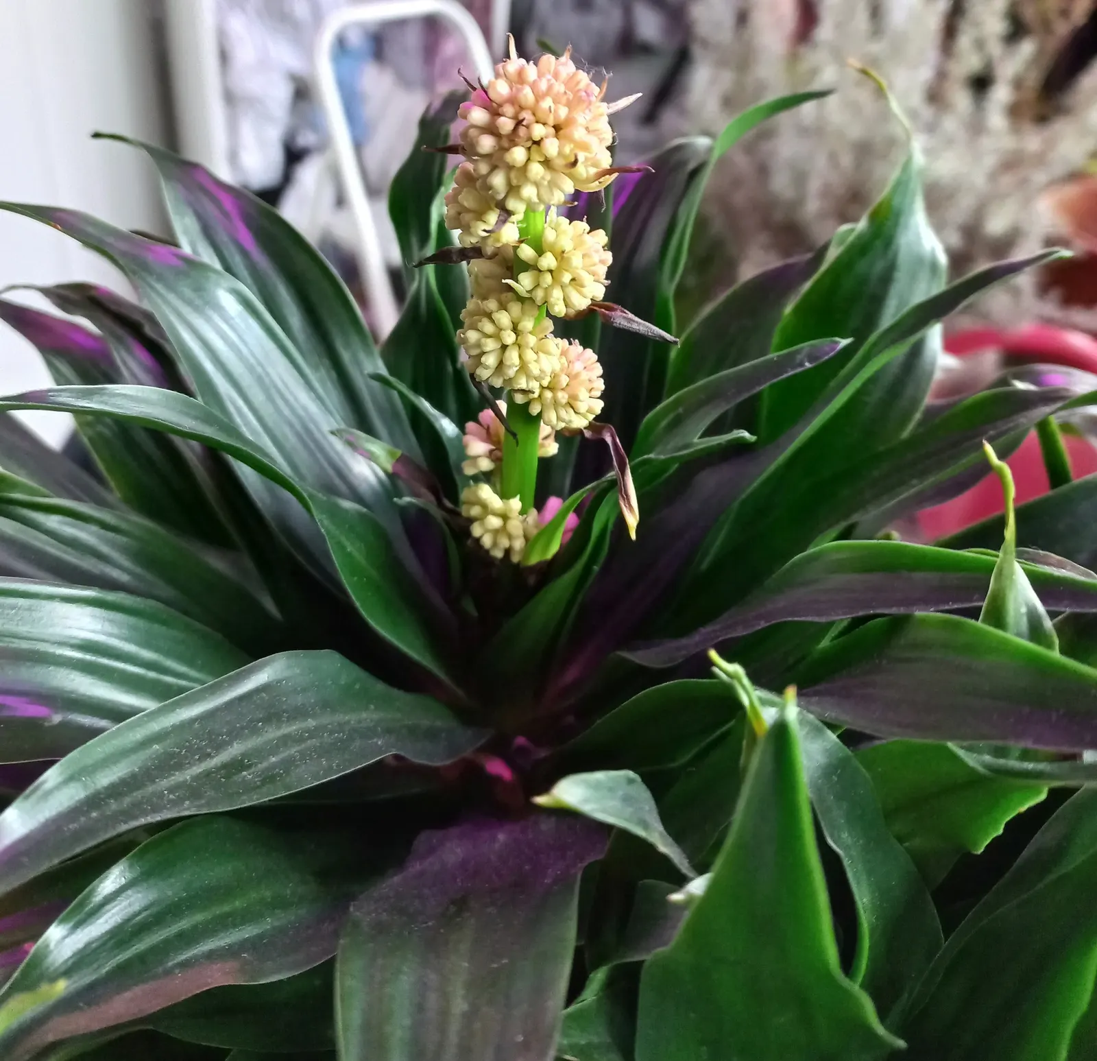 Compact Dragon Tree (Dracaena Fragrans 'Compacta') — They gracefully emerge from a central stalk; it requires minimal watering and offers air-purifying