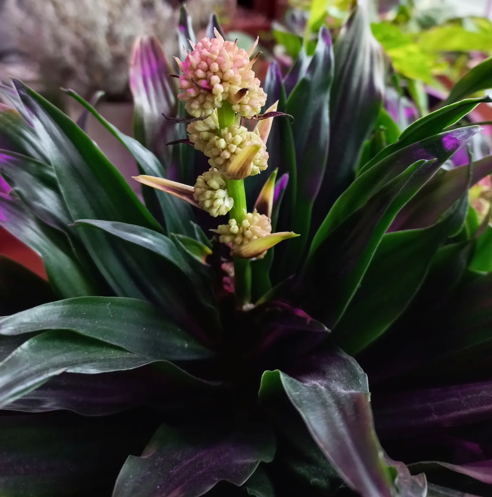 Compact Dragon Tree (Dracaena Fragrans 'Compacta') — dark green leaves that grow compactly around its central stem