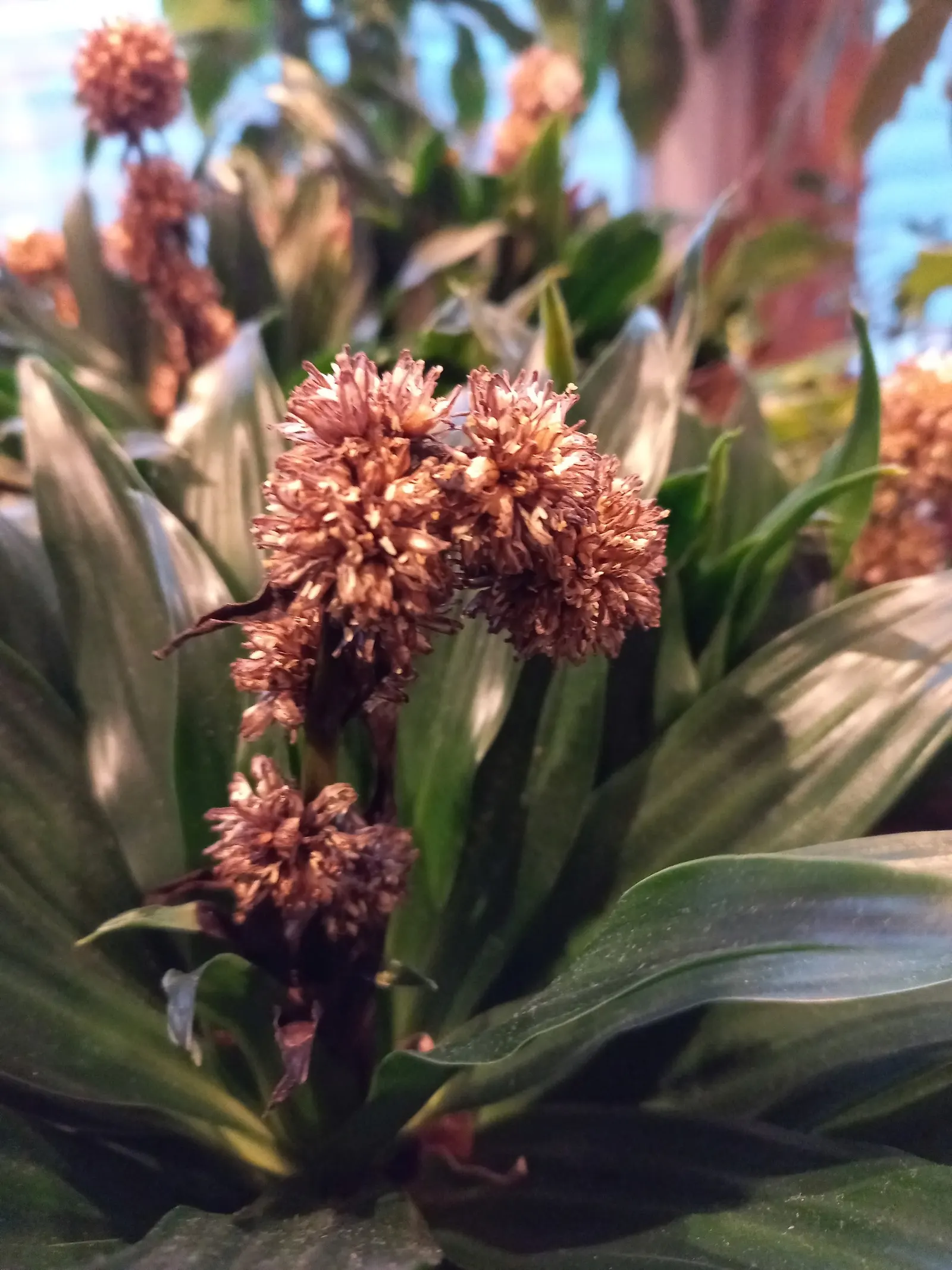 Compact Dragon Tree (Dracaena Fragrans 'Compacta') — indirect light but can tolerate lower light conditions; the leaves are glossy and lance-shaped