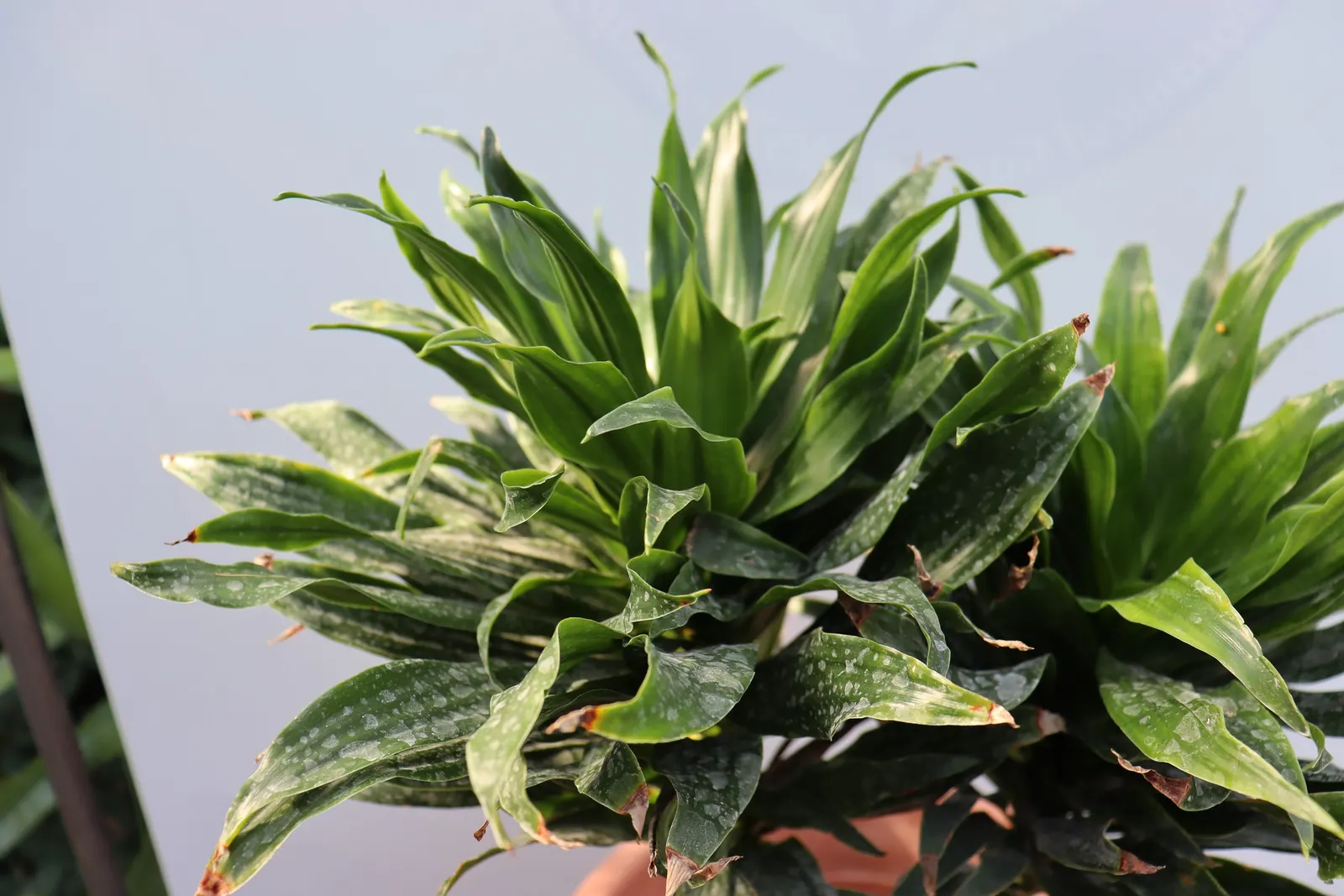 Compact Dragon Tree (Dracaena Fragrans 'Compacta') — commonly referred to as the Compact Dragon Tree; ideal for indoor spaces or shaded outdoor areas