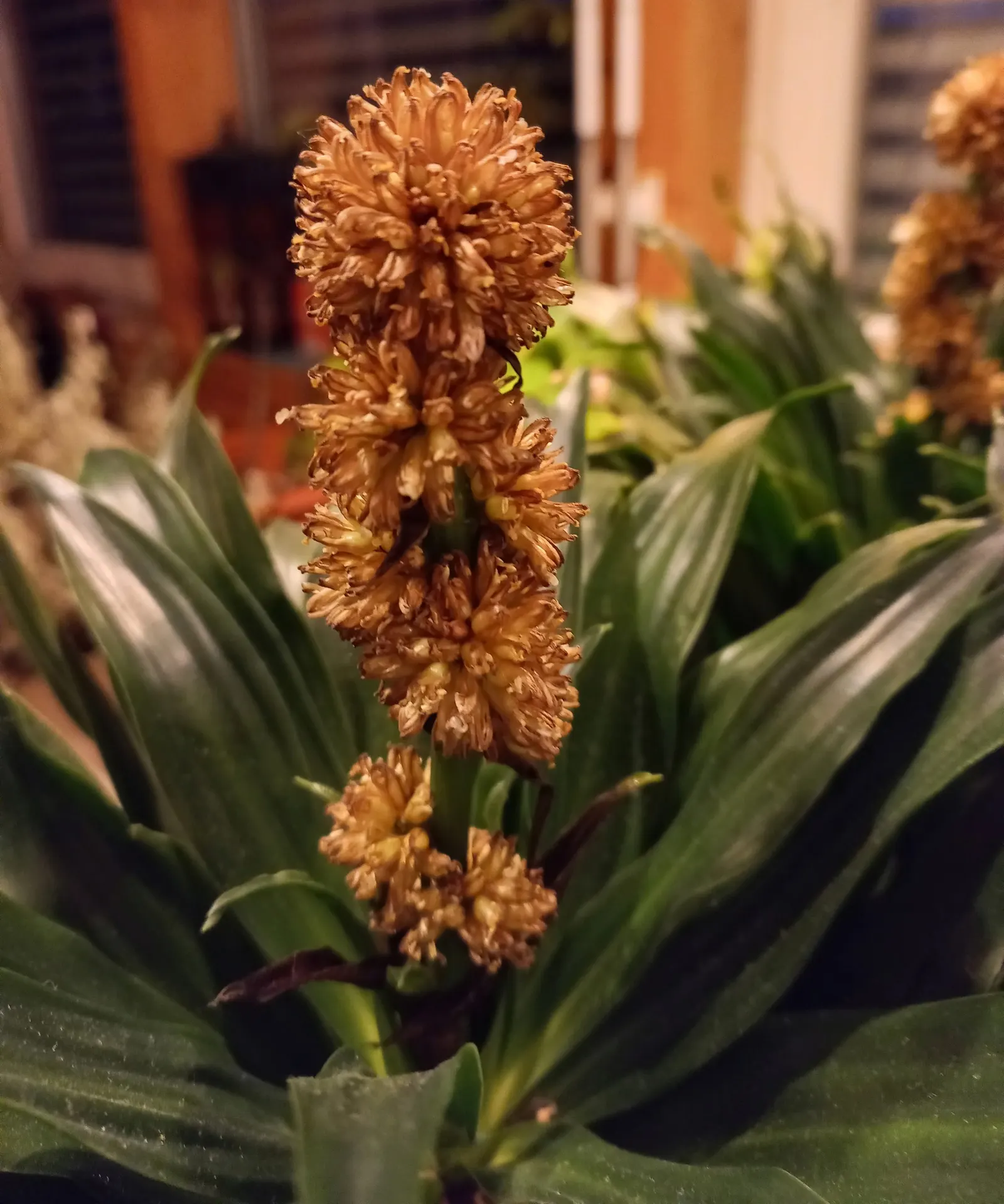 Compact Dragon Tree (Dracaena Fragrans 'Compacta') — as the Compact Dragon Tree is drought-resistant but sensitive to over-watering; making it versatile for