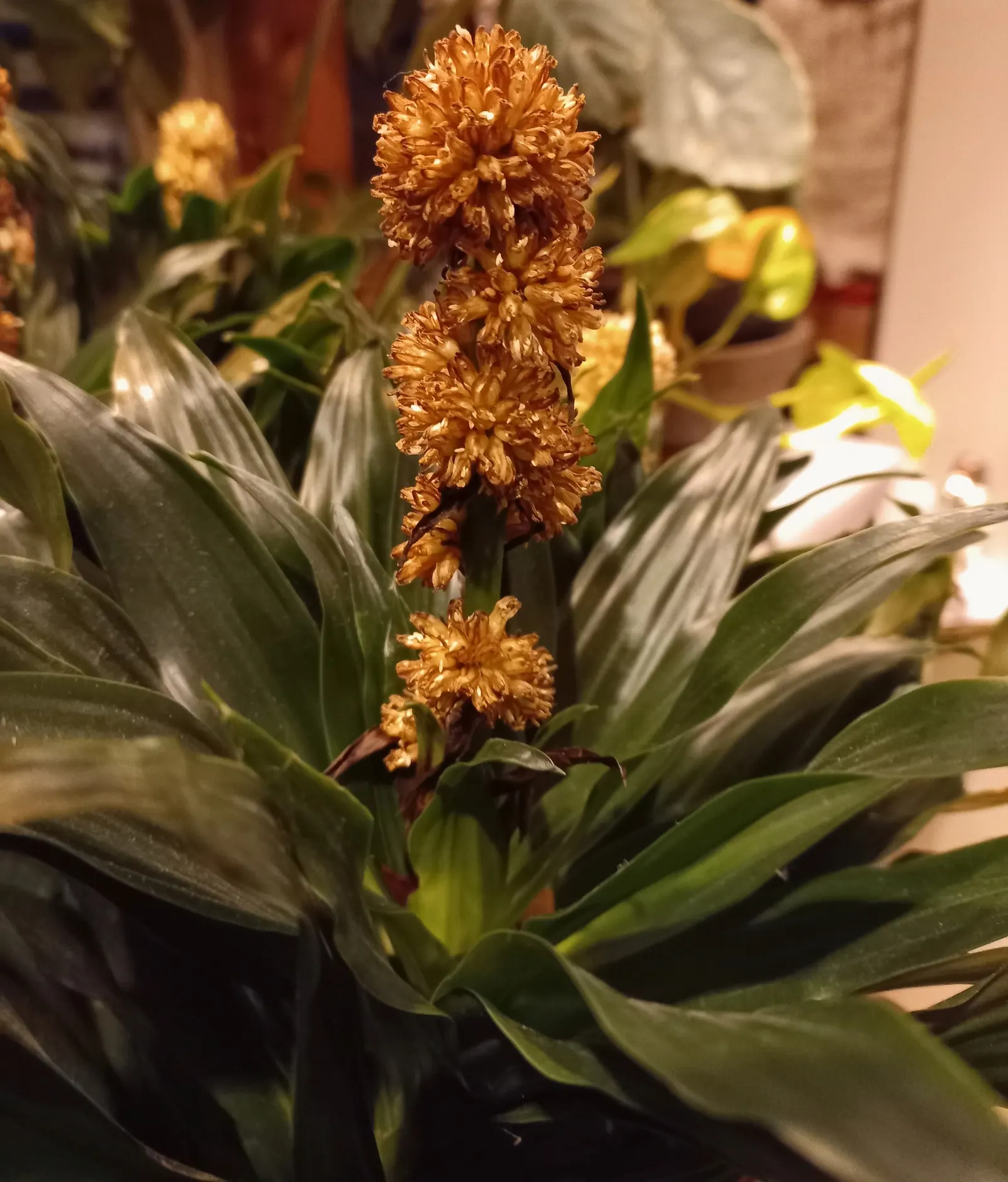 Compact Dragon Tree (Dracaena Fragrans 'Compacta') — The leaves are glossy and lance-shaped; indirect light but can tolerate lower light conditions